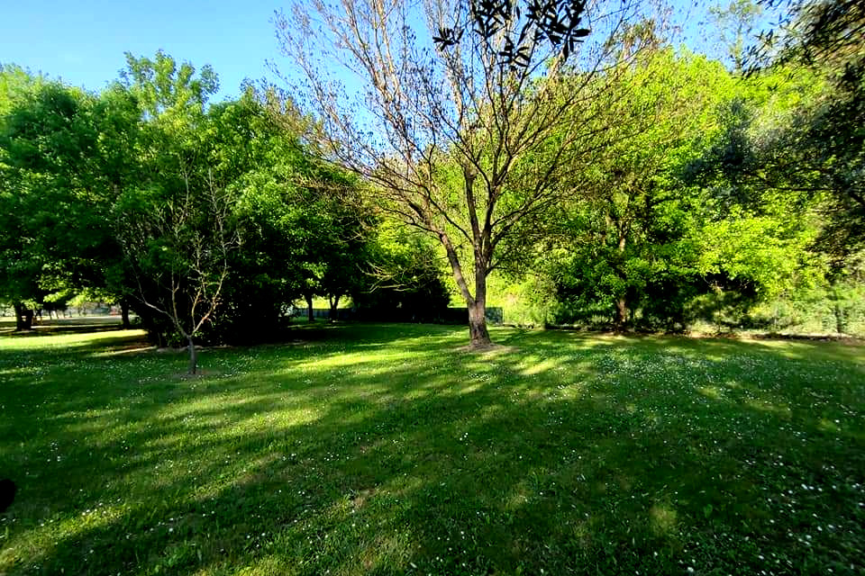 Camping among the holm oaks of Pisa