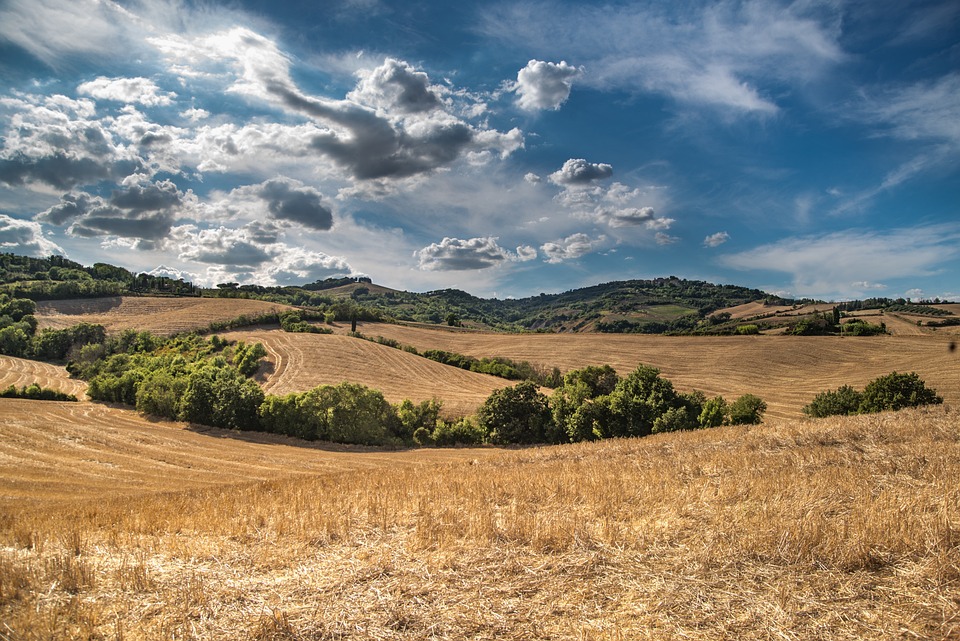 Camping among the holm oaks of Pisa