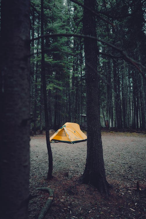 Camping among the holm oaks of Pisa