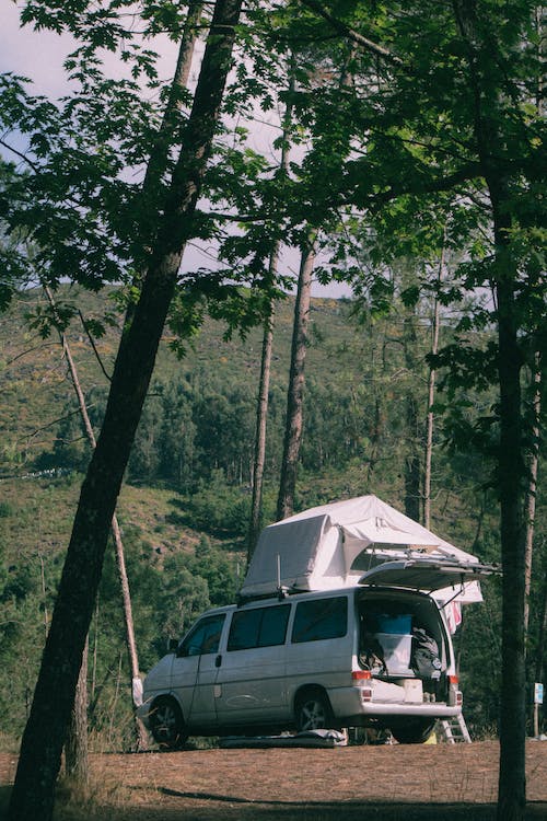 Camping among the holm oaks of Pisa