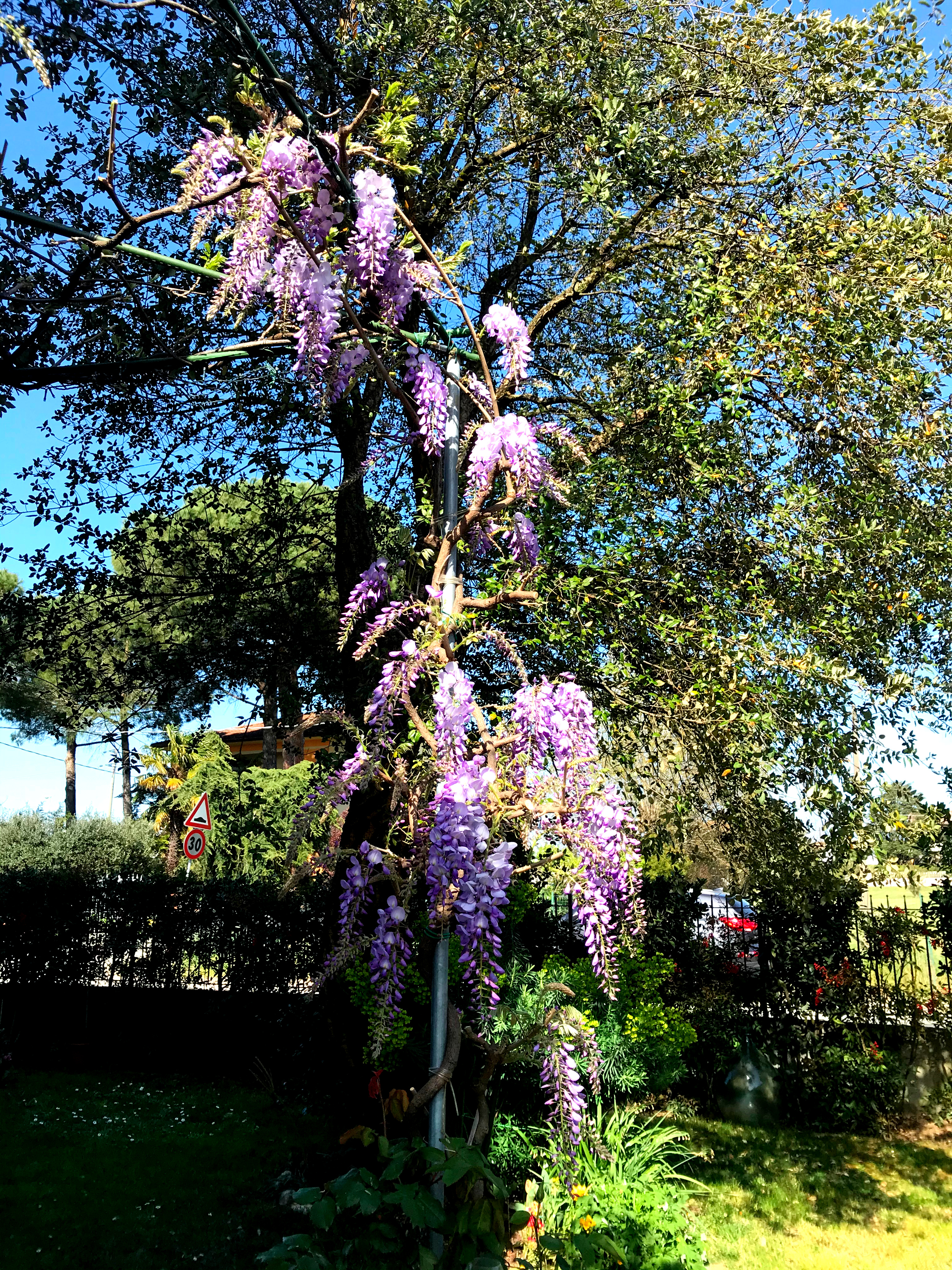 Garten mit Veranda zum Zelten