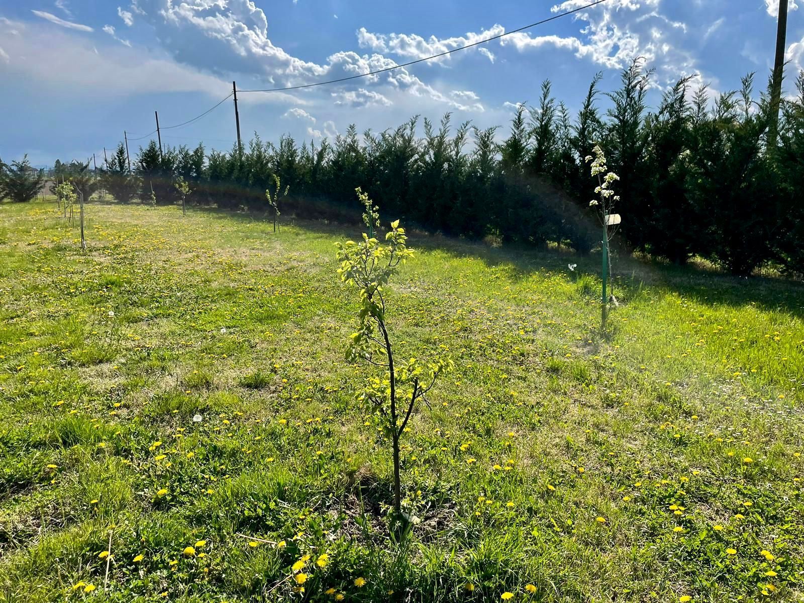 Parco a Sasso Morelli non distante da Imola