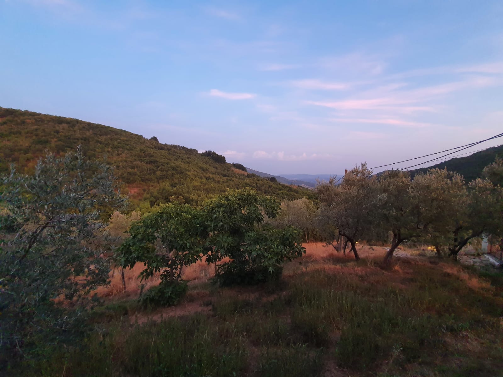 Camping panoramique au milieu des oliviers