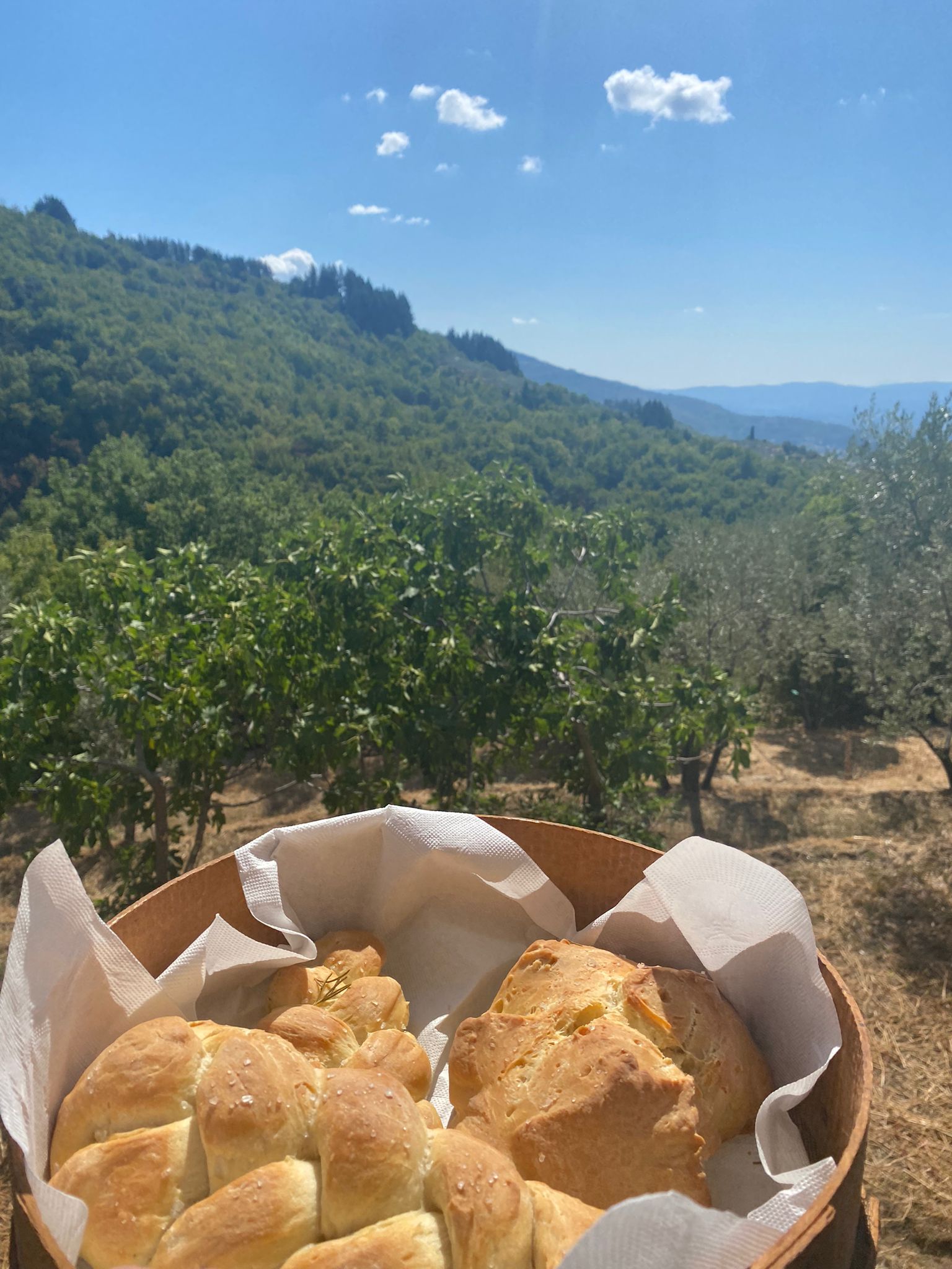 Camping panoramique au milieu des oliviers