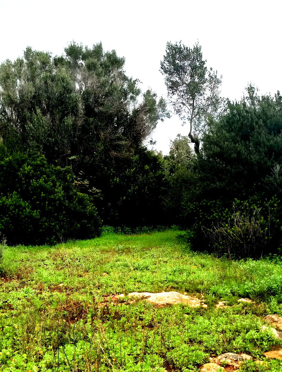 Green land in the province of Lecce