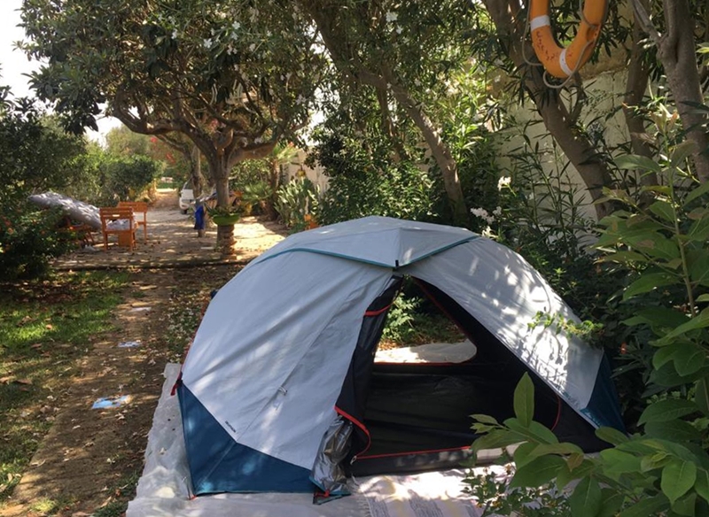Pitches for tent in citrus grove