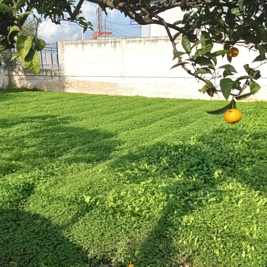 Parcelas para tiendas de campaña en una granja en las afueras de Bari