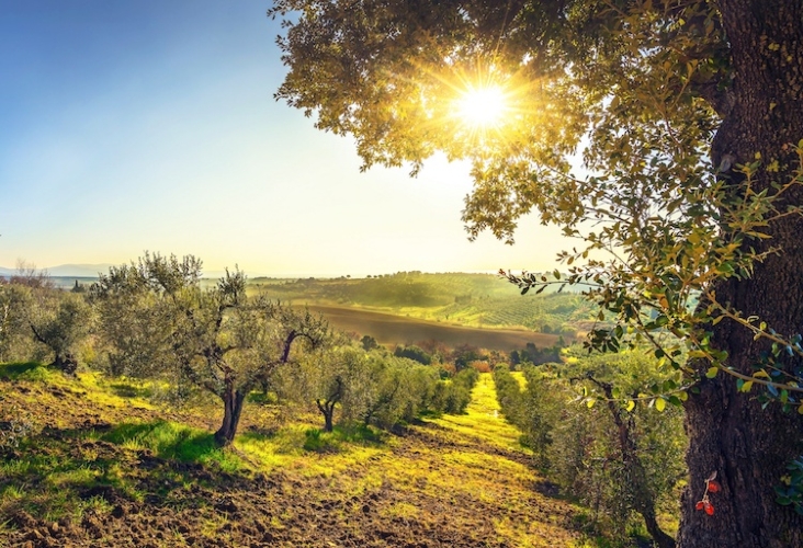 Uliveto nel parco naturale di Lignano