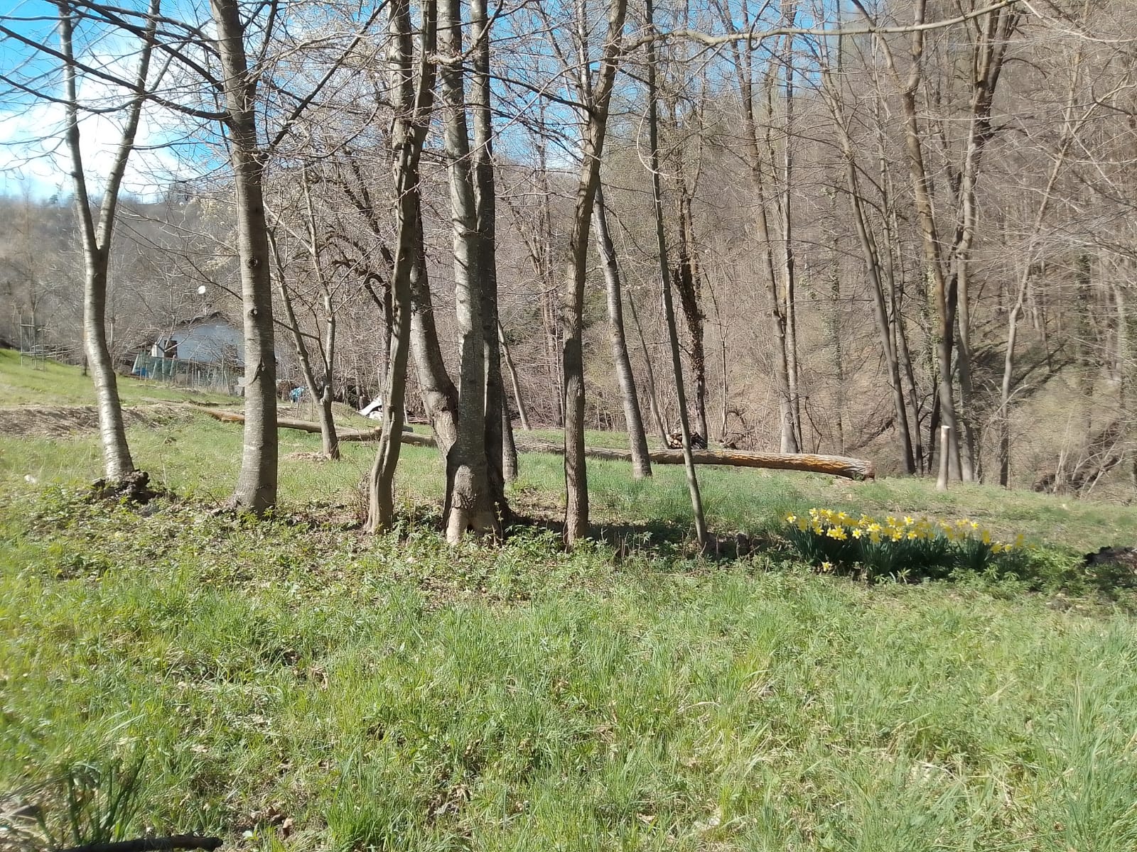 Piazzola tra i castagni di Cuneo