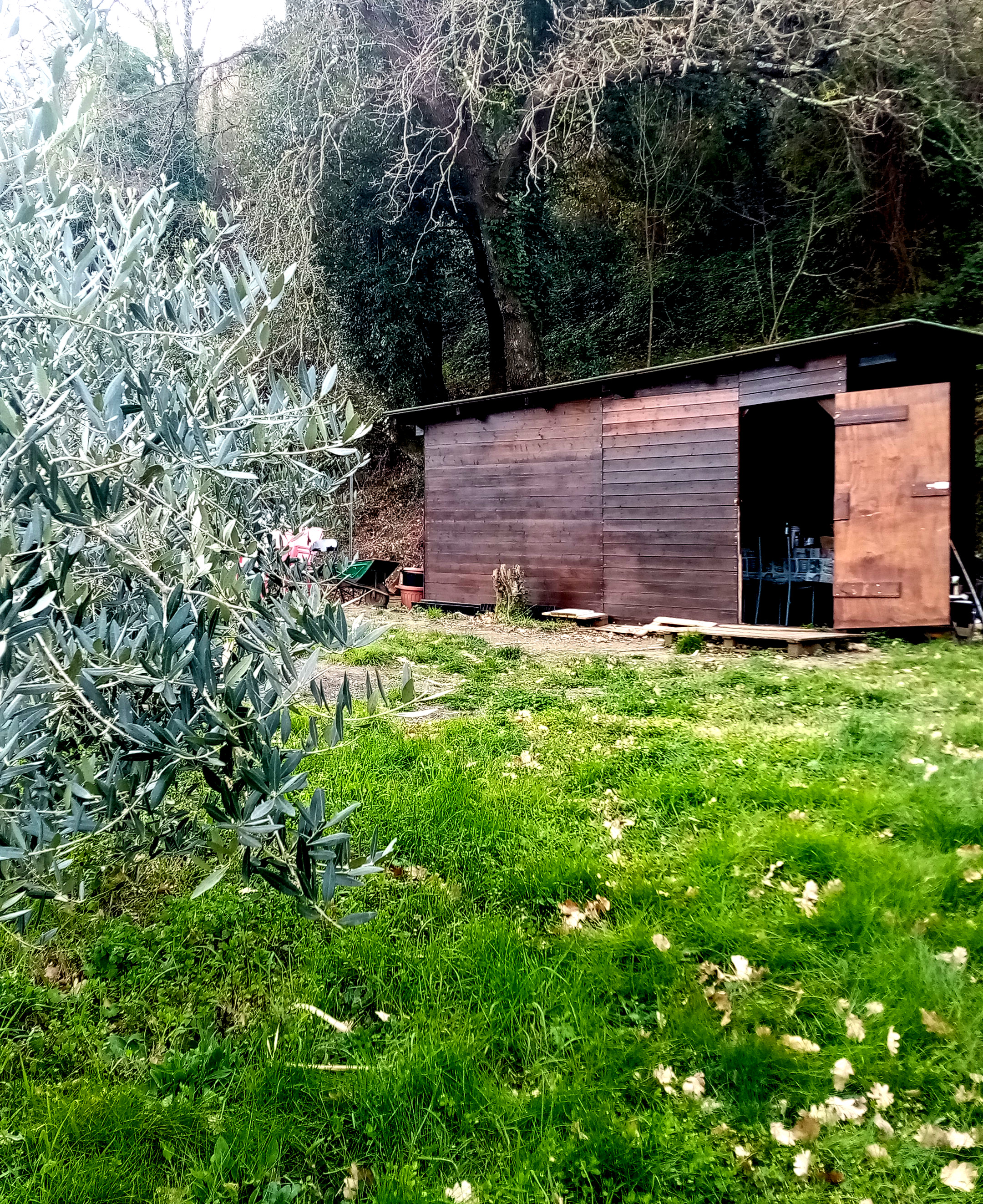 Casetta di legno immersa in un oliveto a Livorno