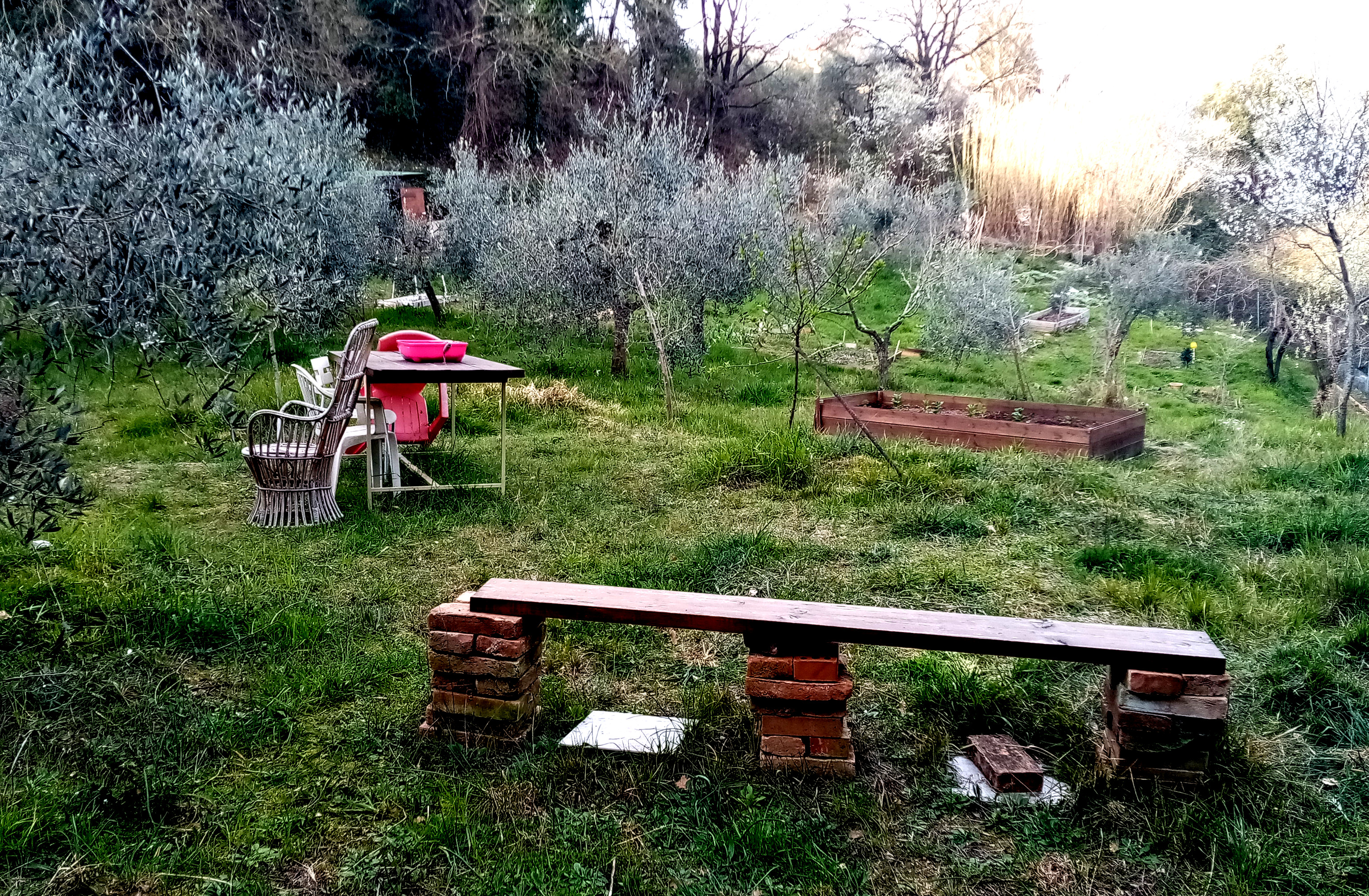 Casetta di legno immersa in un oliveto a Livorno