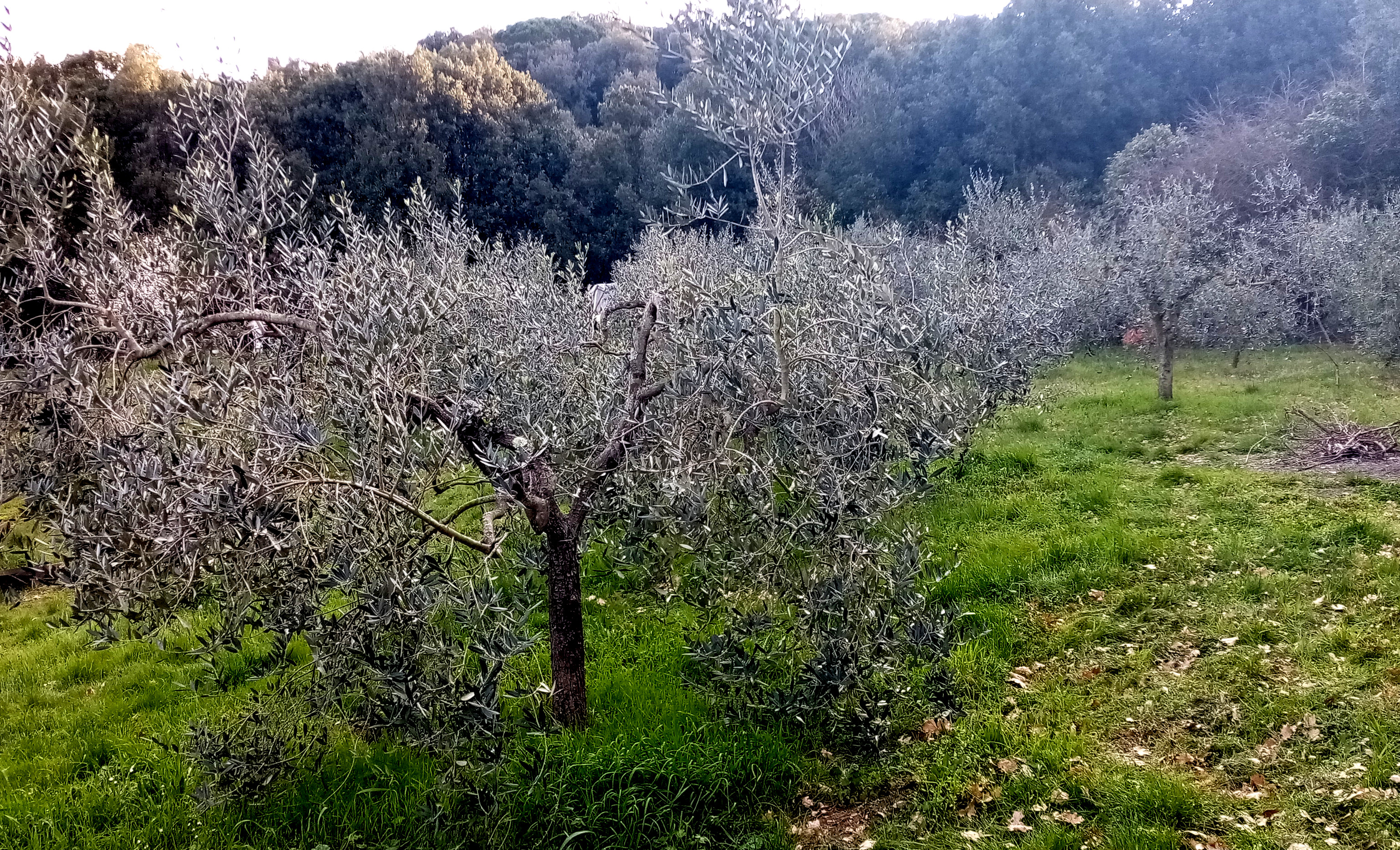 Casetta di legno immersa in un oliveto a Livorno