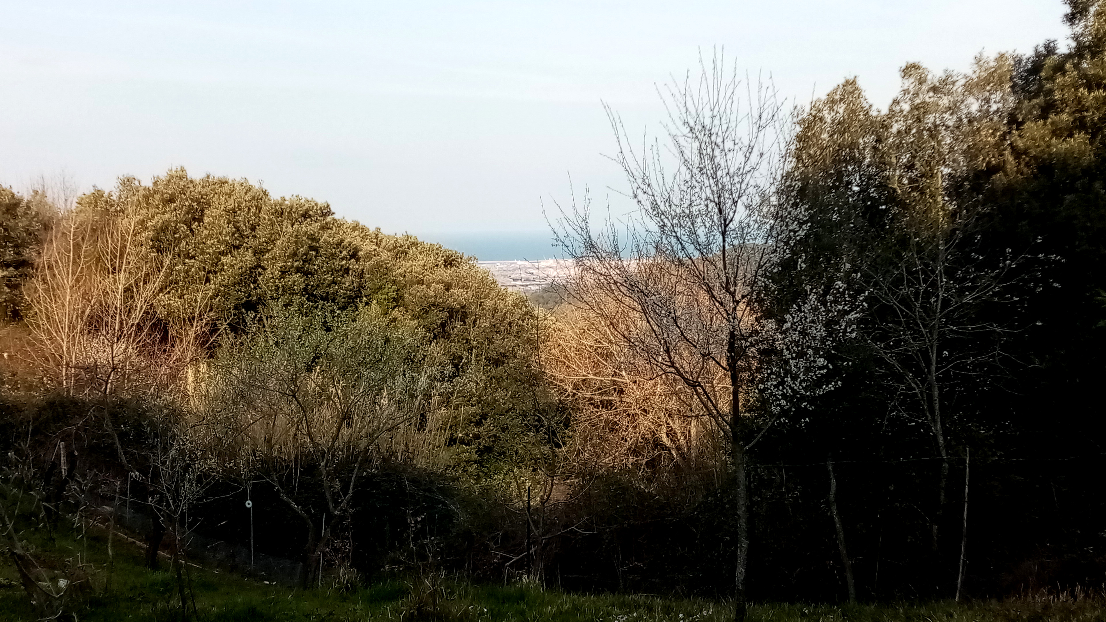 Casetta di legno immersa in un oliveto a Livorno