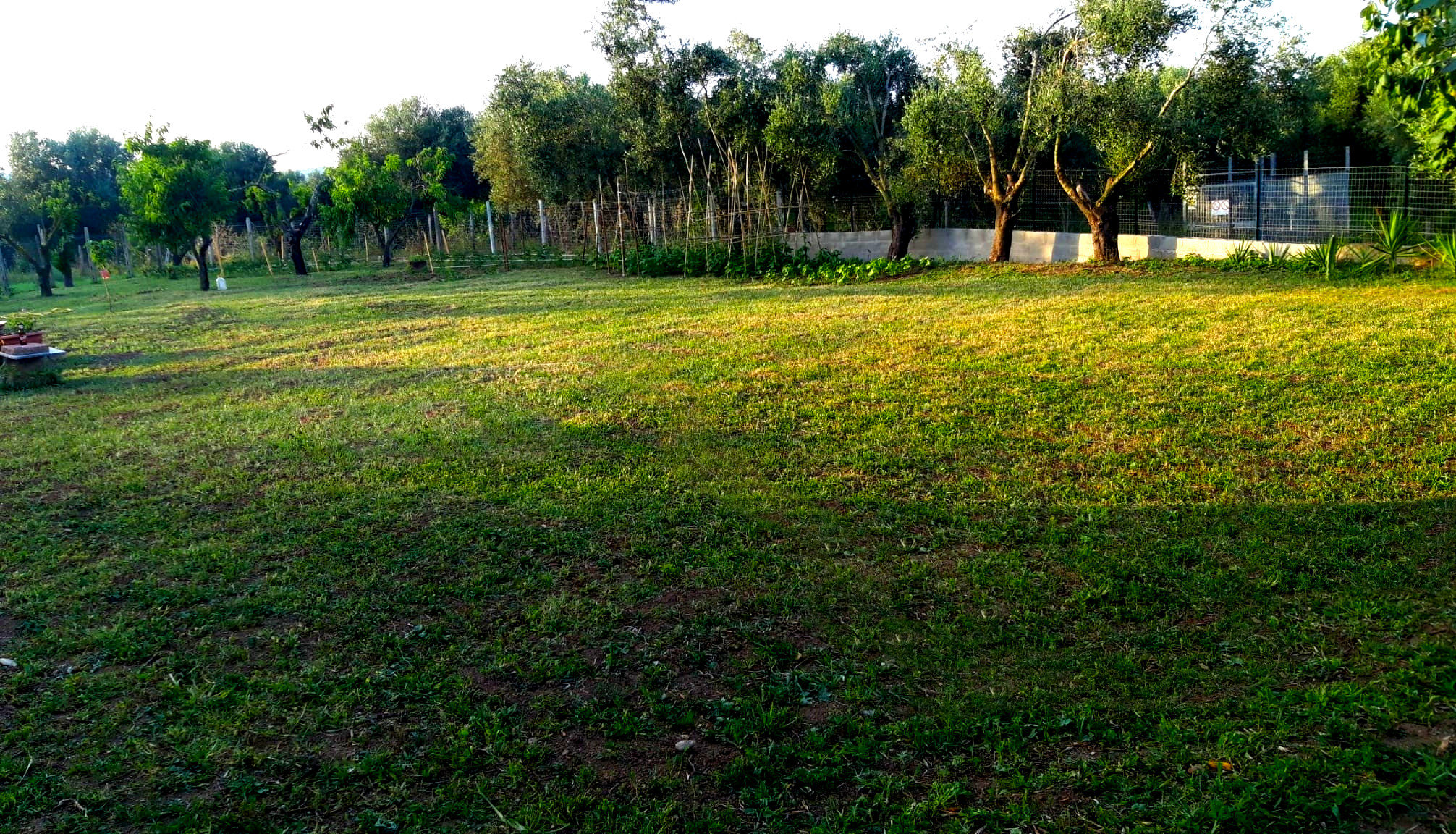 Piazzola fra gli Ulivi secolari