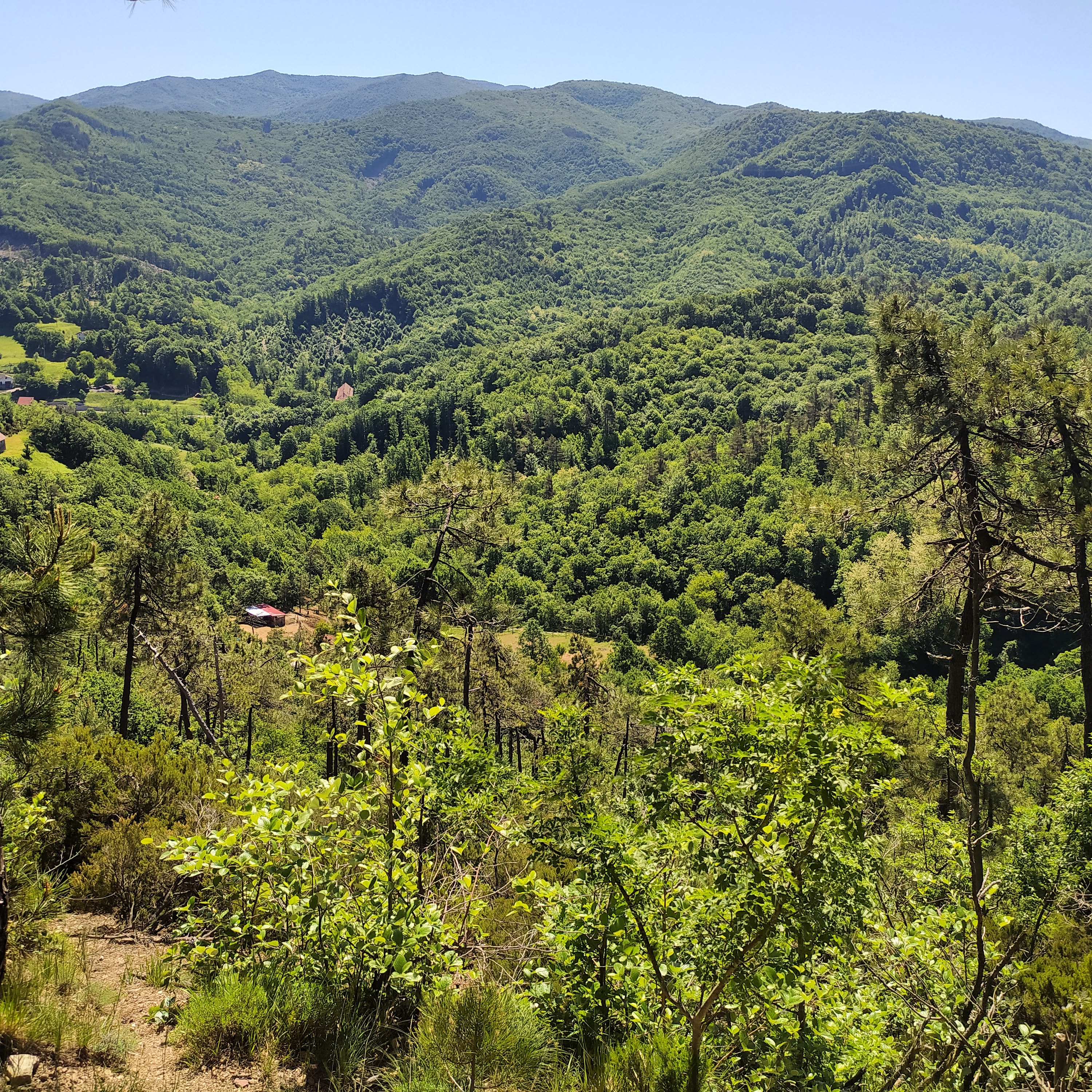 Camping nella Foresta della Deiva