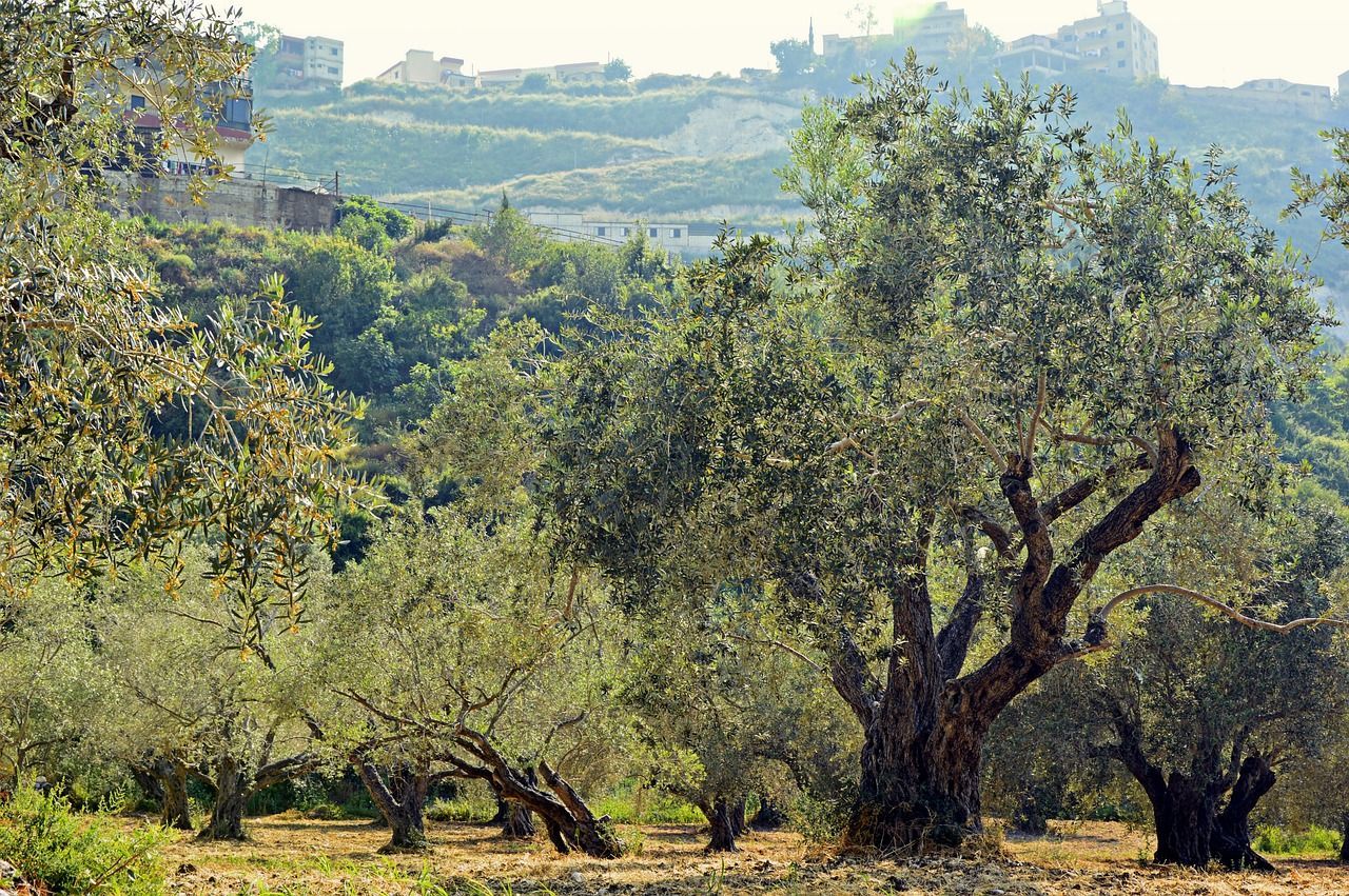 Agri Trattoria La Fattoria del Melopiano