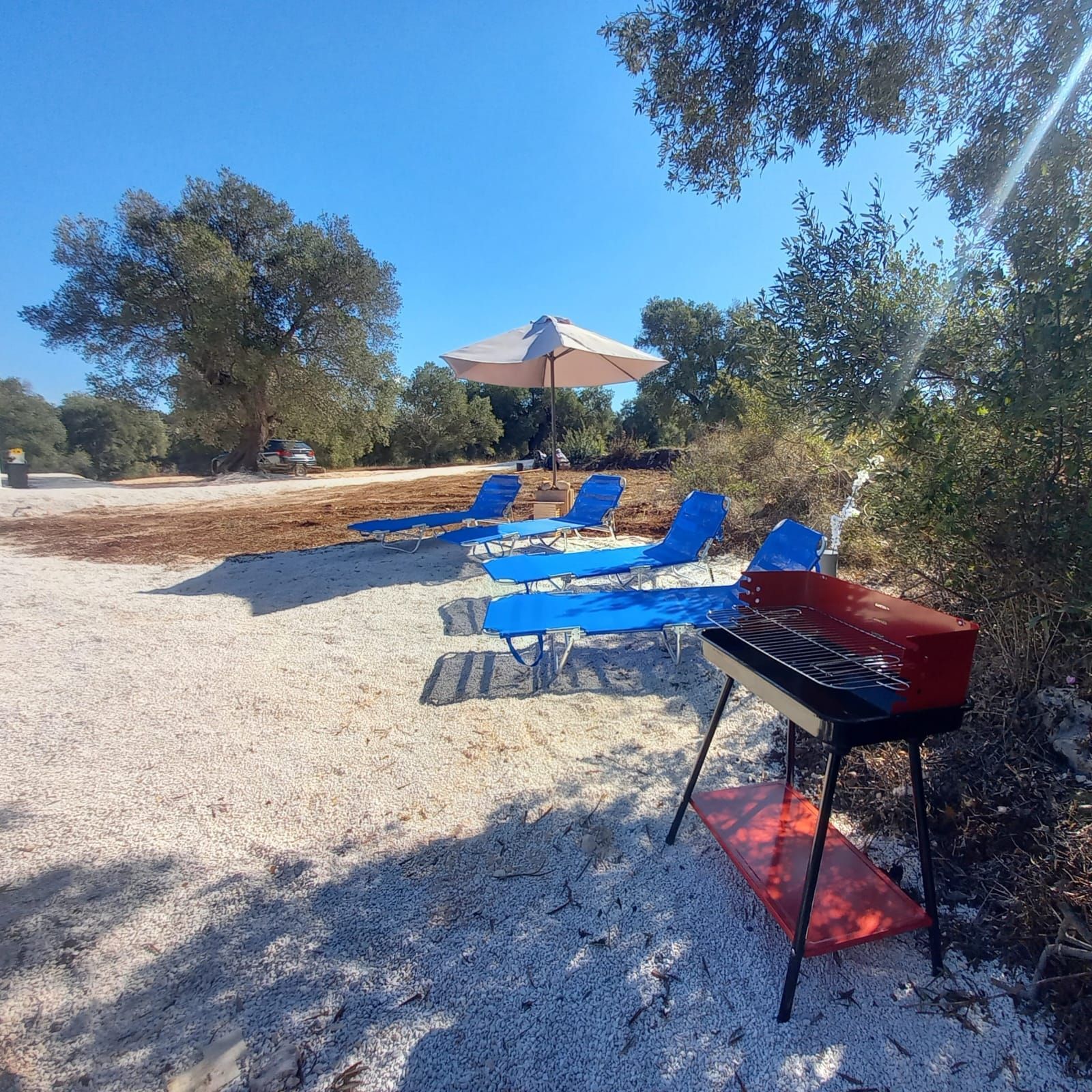 Uliveto in valle d'Itria