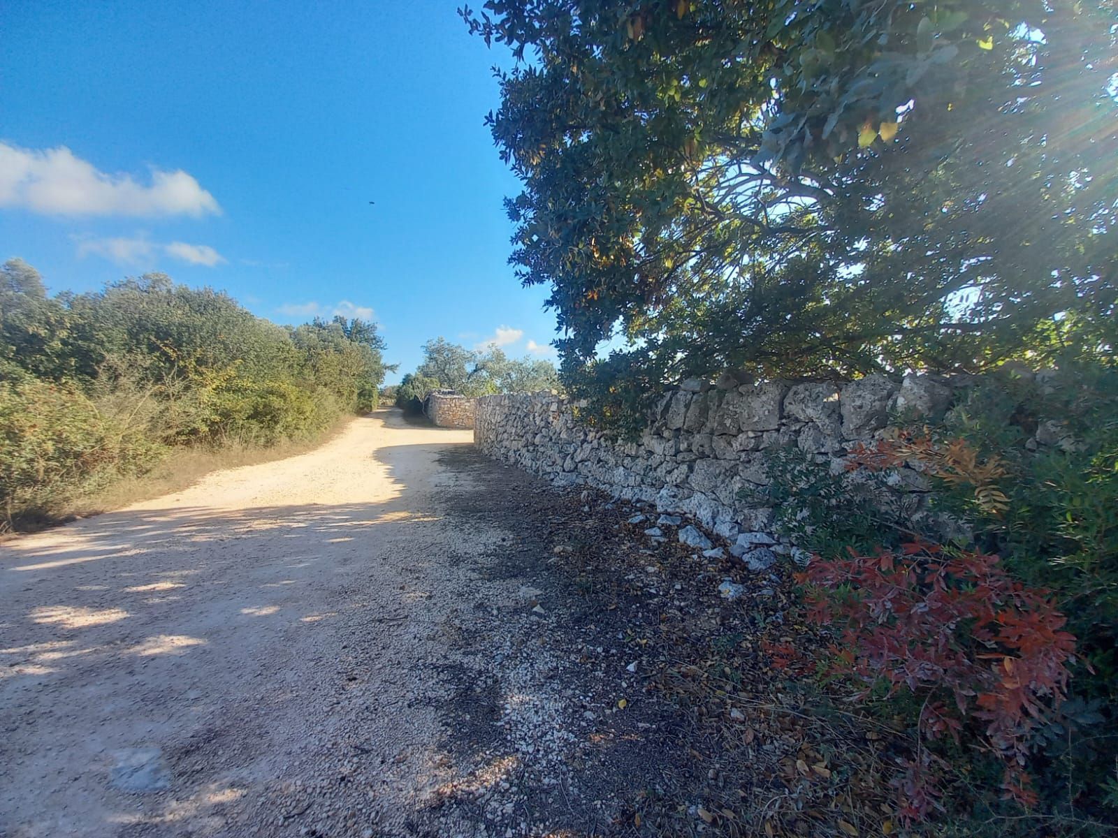 Uliveto in valle d'Itria