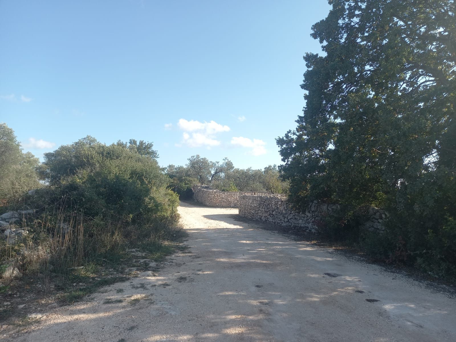 Uliveto in valle d'Itria