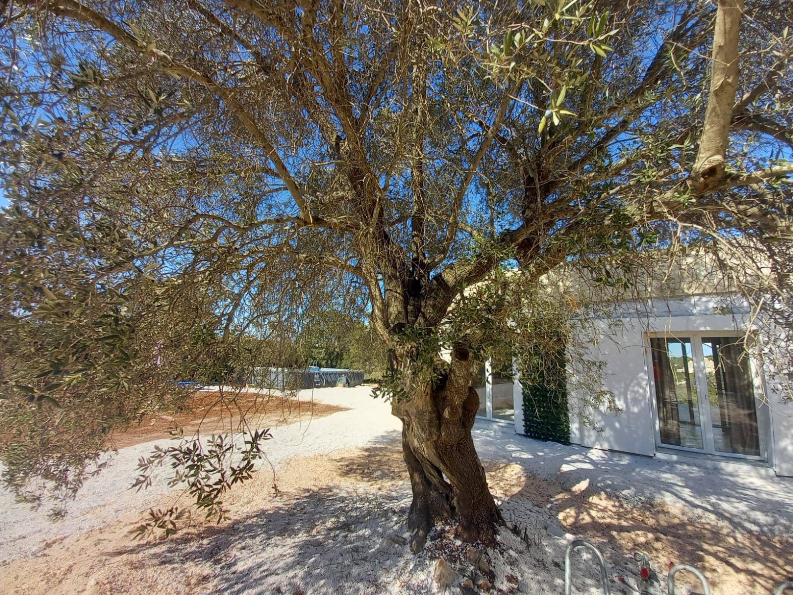 Uliveto in valle d'Itria