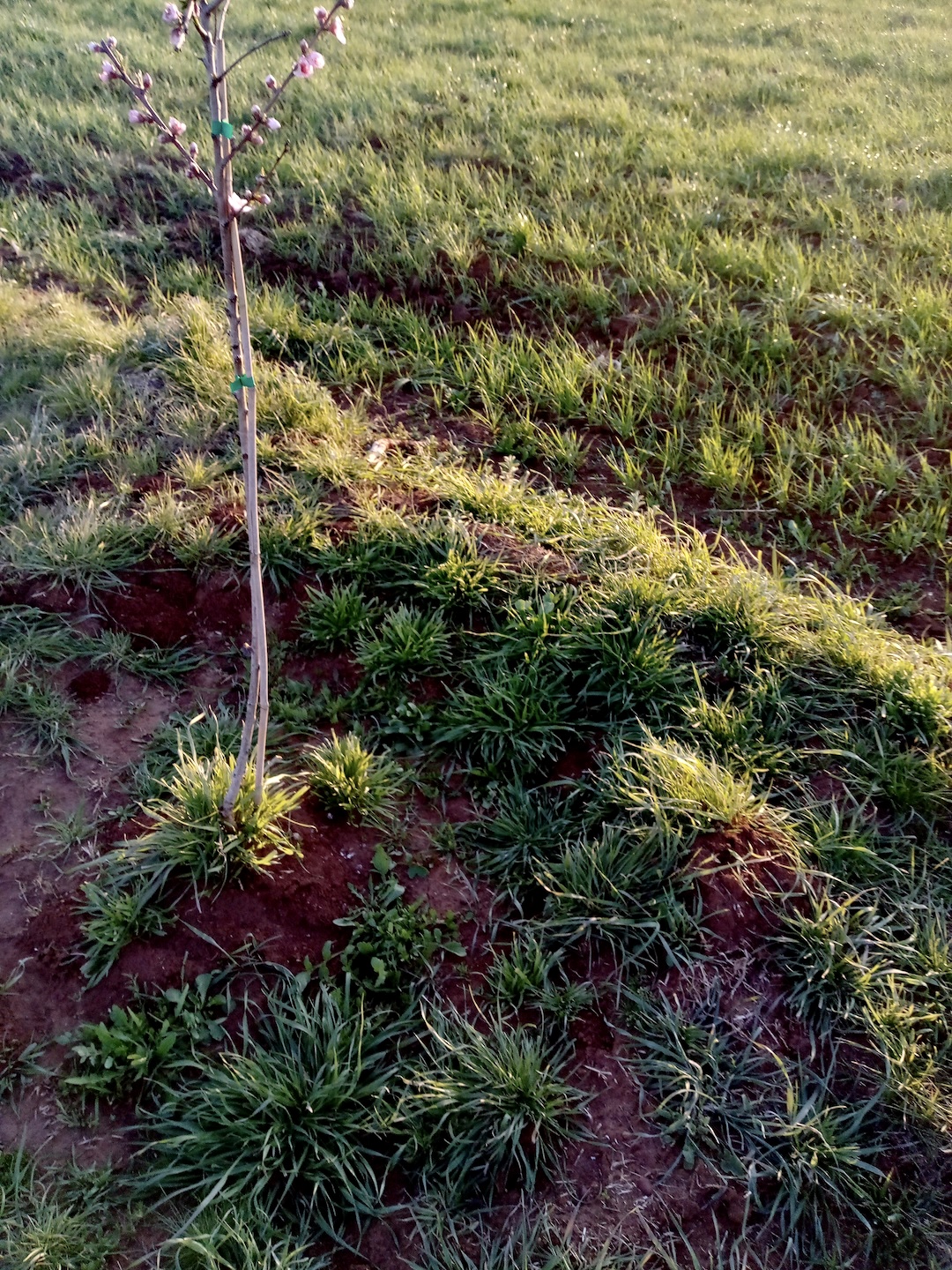Oasi Naturale tra Pineta e Piana a Giuggianello, Lecce