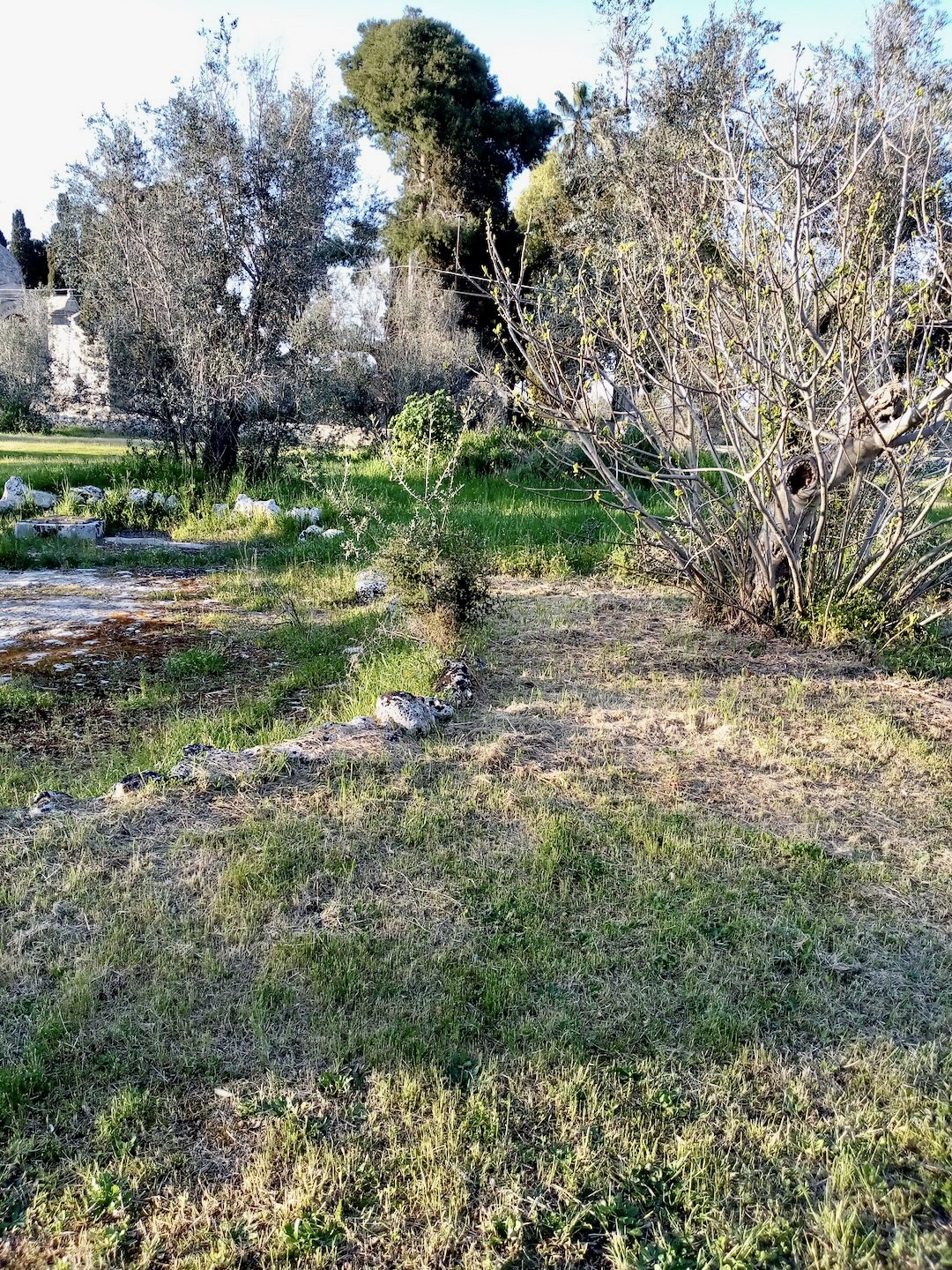 Oasi Naturale tra Pineta e Piana a Giuggianello, Lecce
