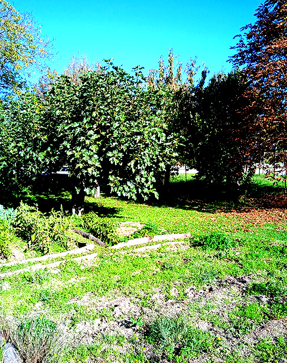 Campeggio in collina con vista verso il Monte Sirino, Lauria