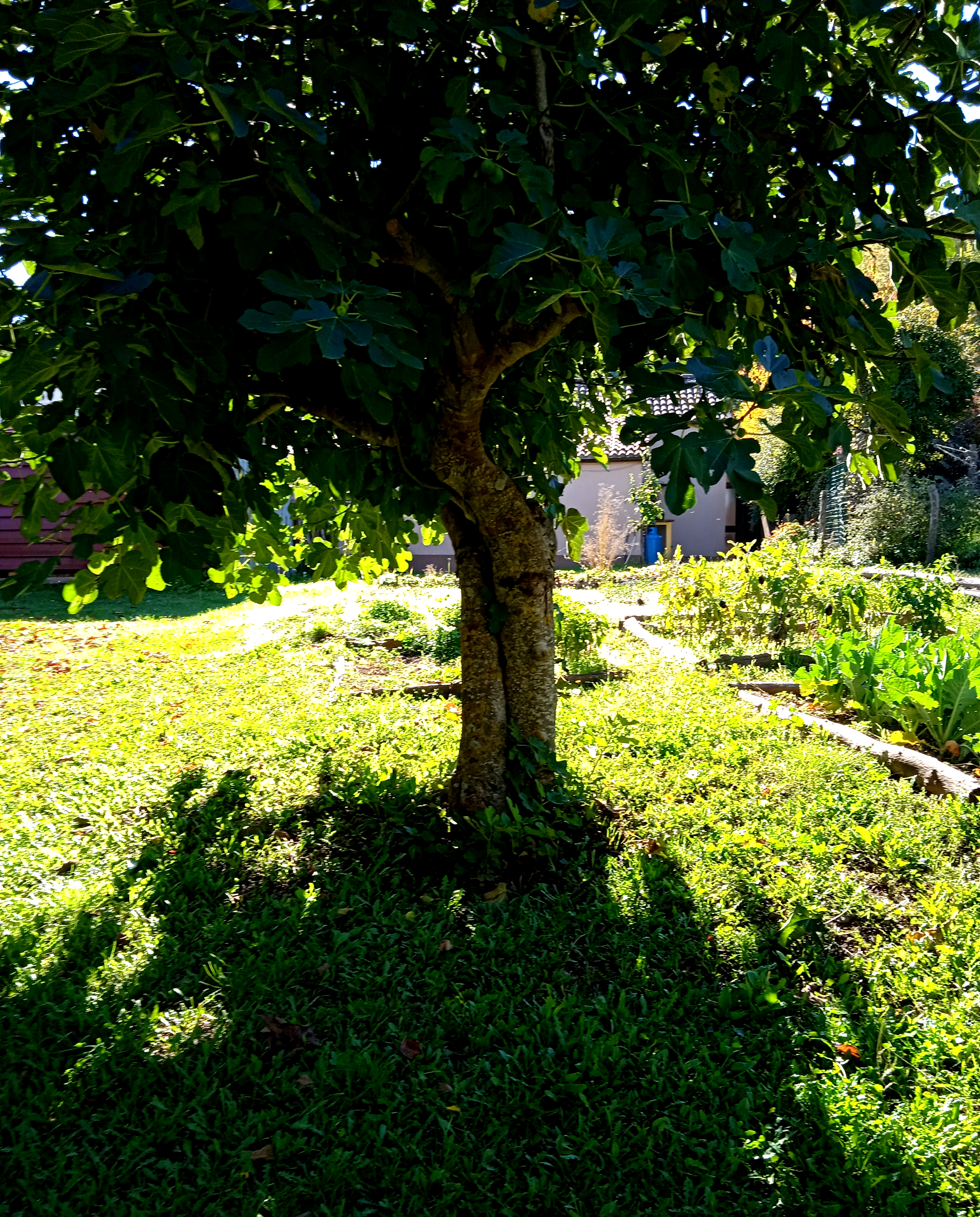 Campeggio in collina con vista verso il Monte Sirino, Lauria
