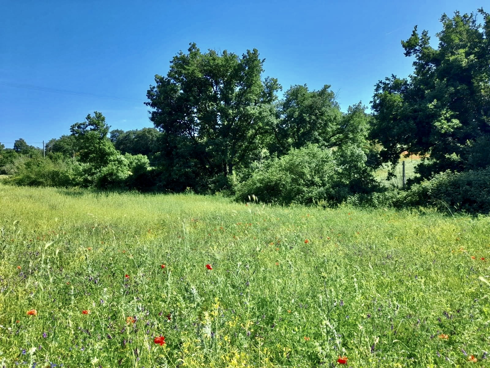 Camping in Lazio's Tuscia: Nature, tranquility and comfort in Viterbo