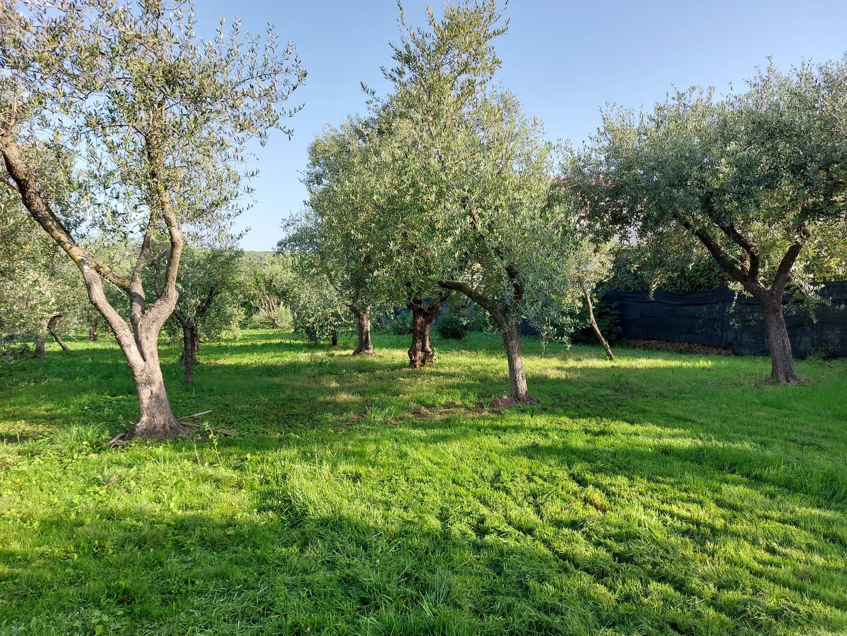 Campeggio in uno spazio verde a Lucca