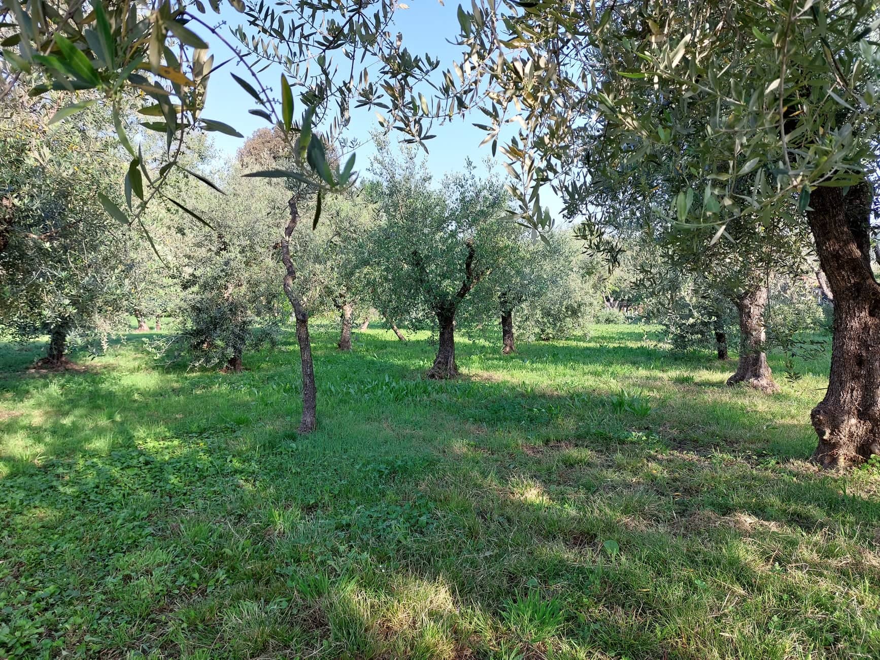 Campeggio in uno spazio verde a Lucca