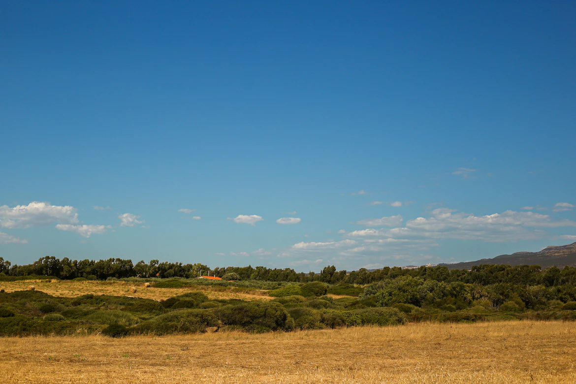 Uliveto a Oristano