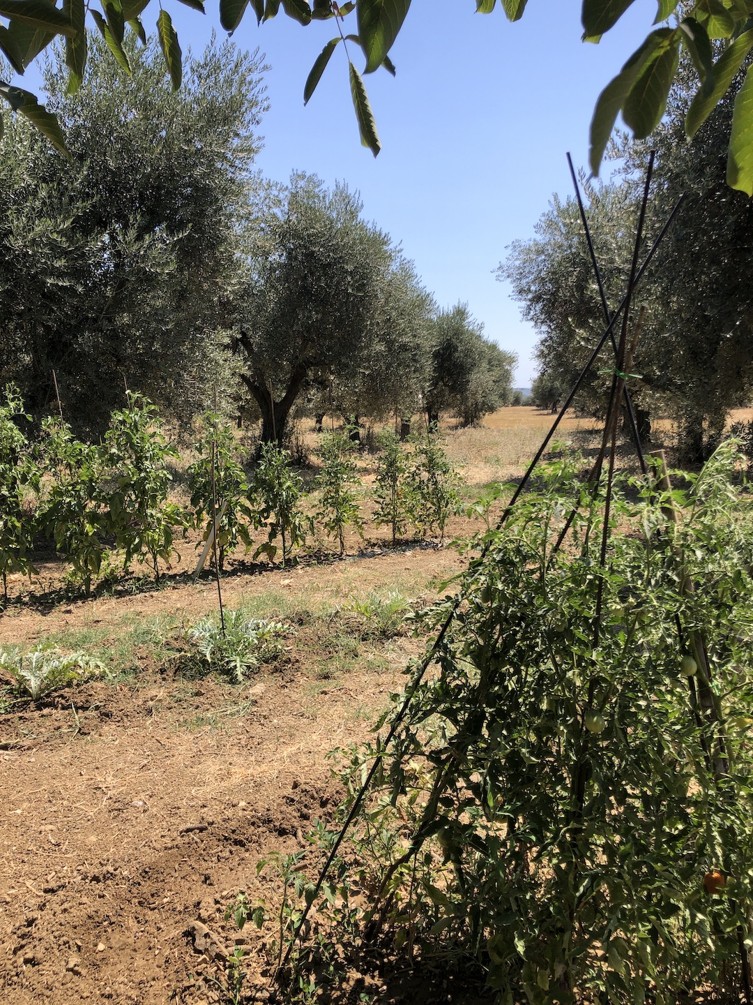 AgriCamping a Pescara tra uliveti e vigneti