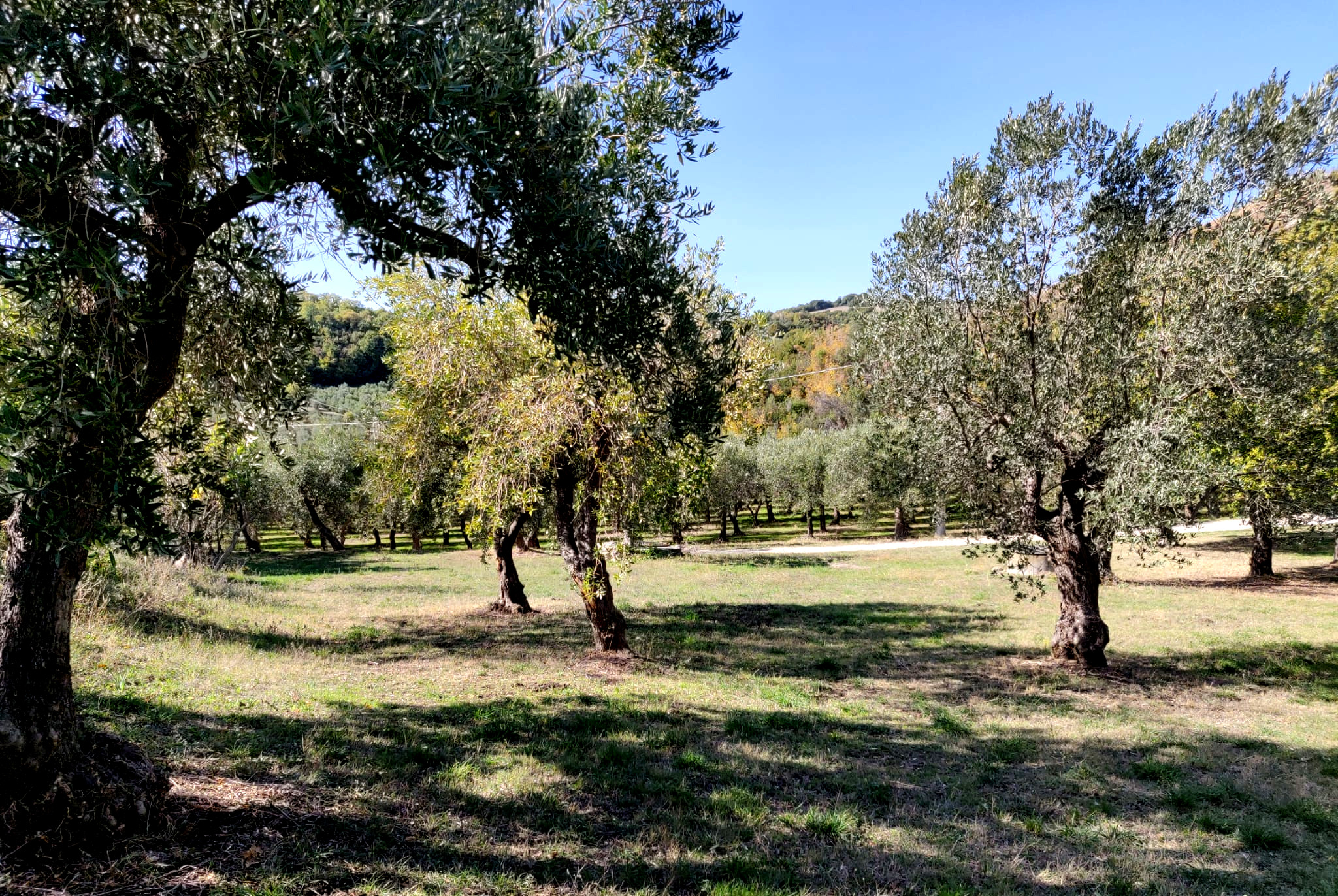 Terreno nel bosco fronte mare a Chieti
