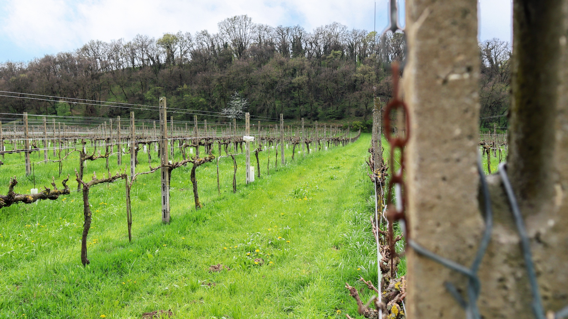 Camping tra le vigne sulle colline moreniche del Garda