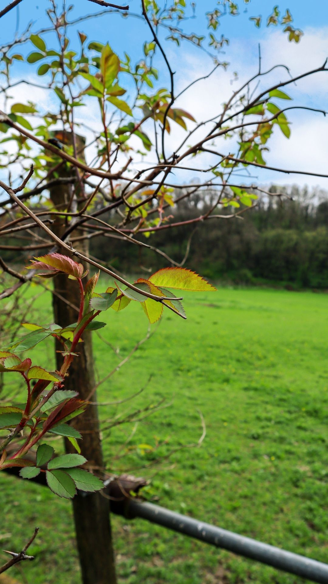 Camping tra le vigne sulle colline moreniche del Garda