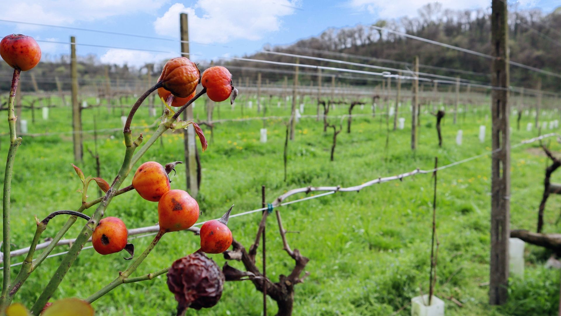 Camping tra le vigne sulle colline moreniche del Garda