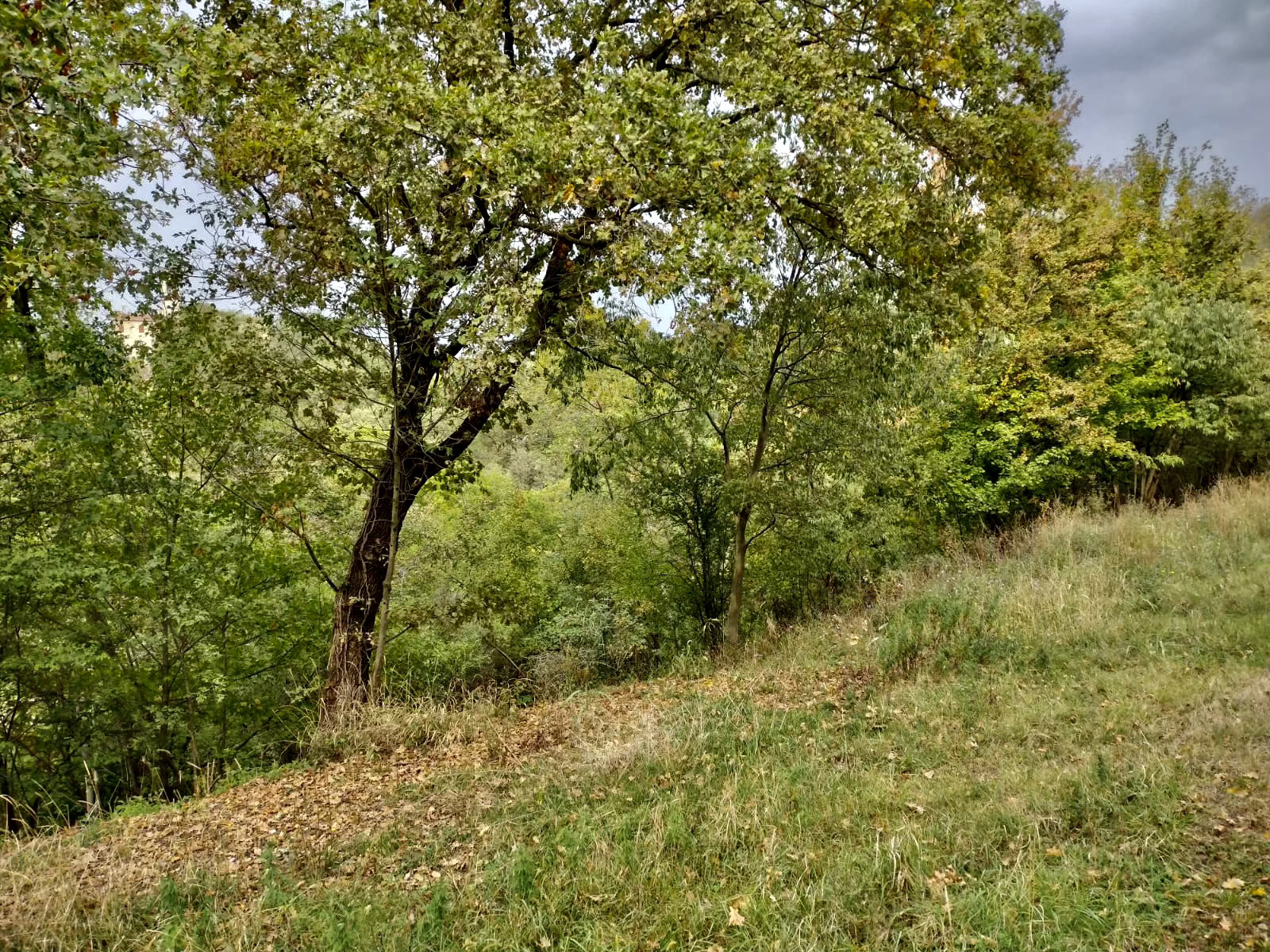 Intero bosco a disposizione a Vicenza
