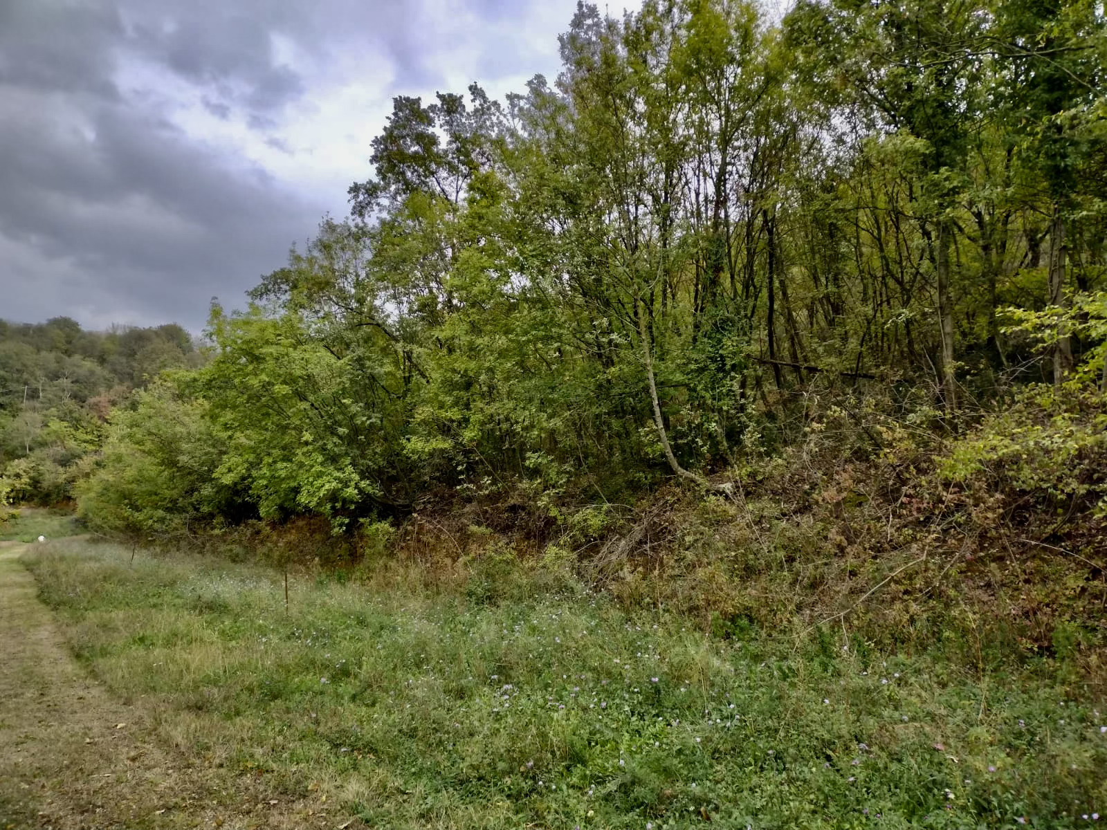 Intero bosco a disposizione a Vicenza