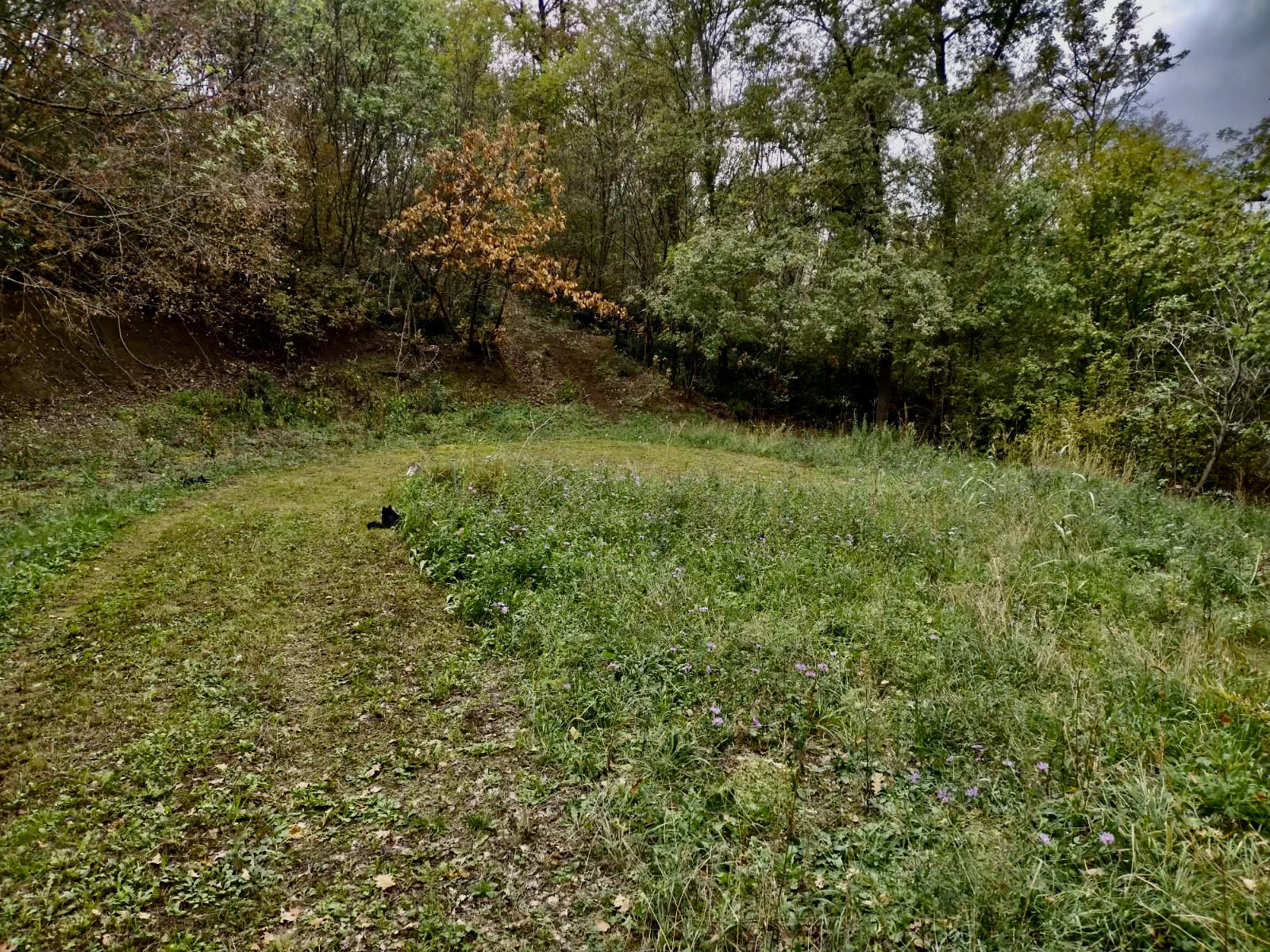 Intero bosco a disposizione a Vicenza