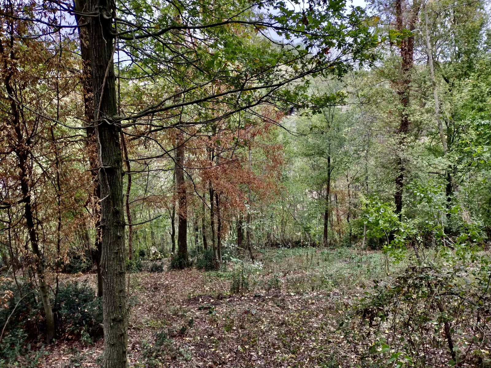 Intero bosco a disposizione a Vicenza