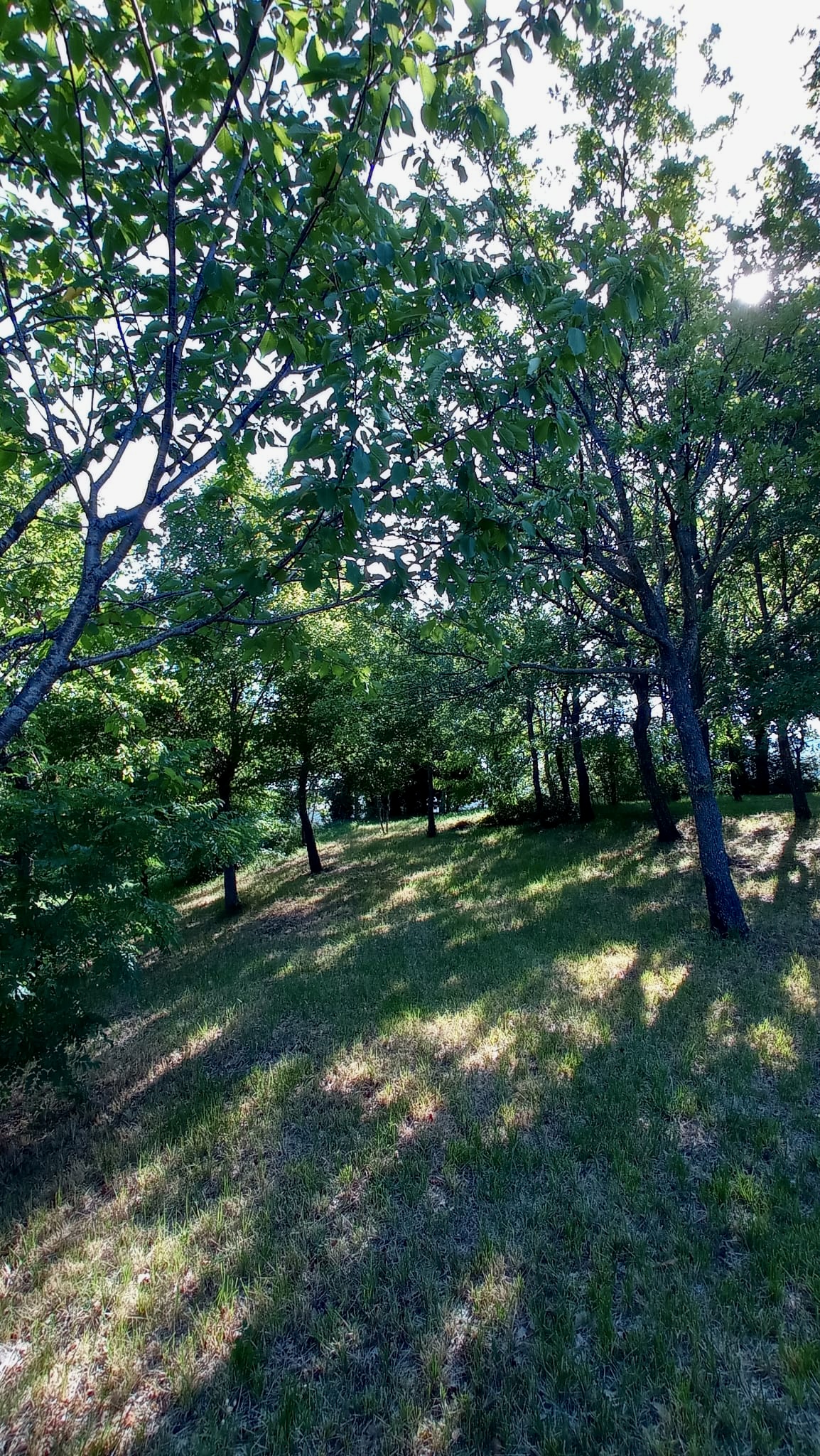 Spazio verde per tende al Bellaluna