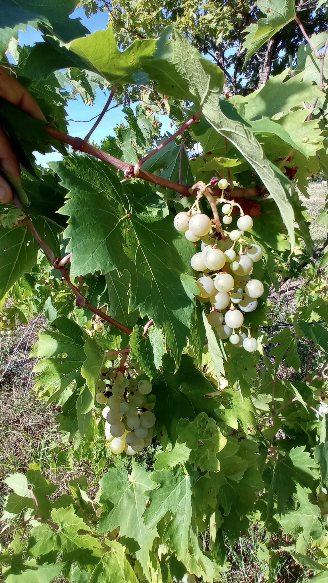 Spazio verde per tende al Bellaluna