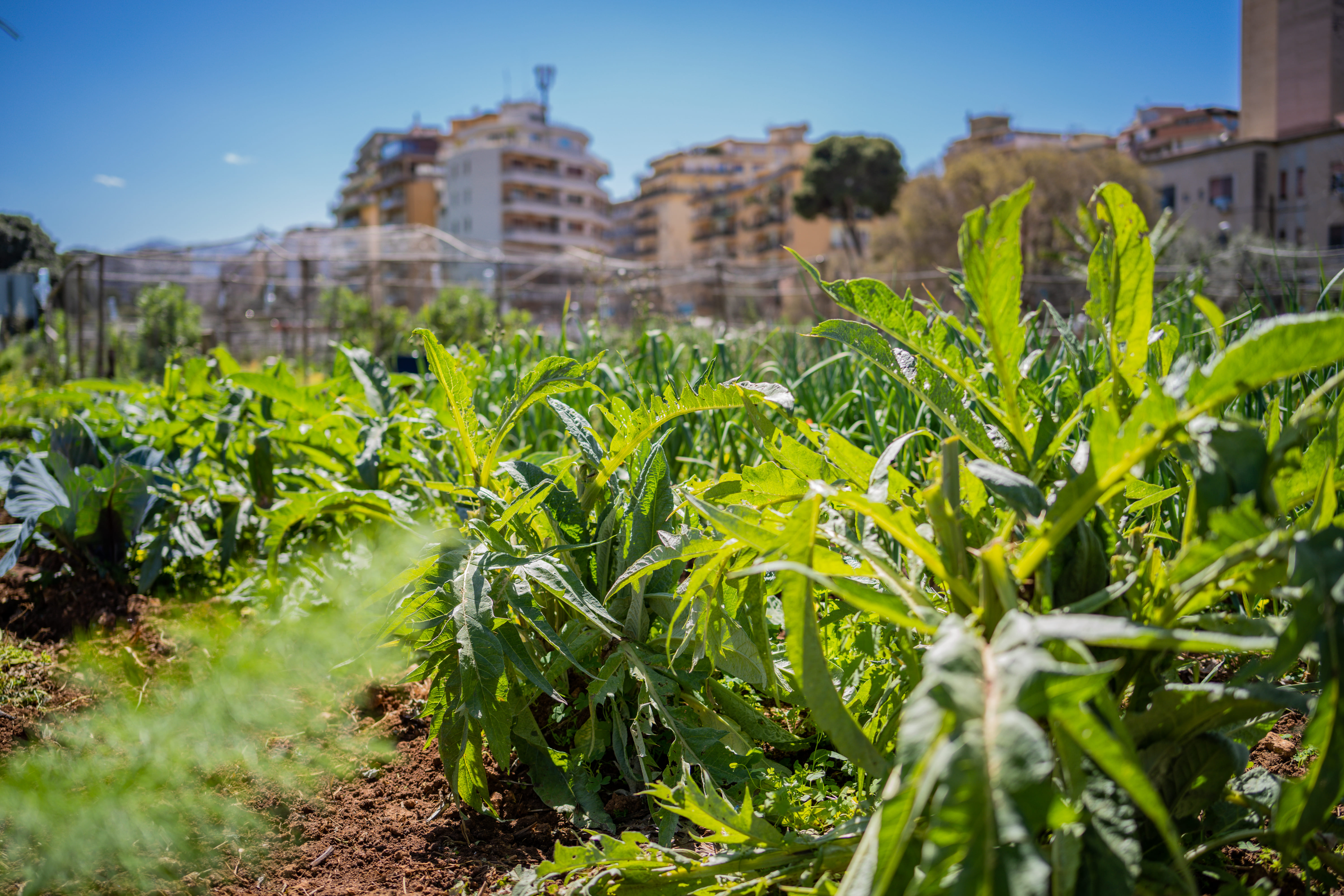 Nella Natura degli Orti Urbani di Palermo