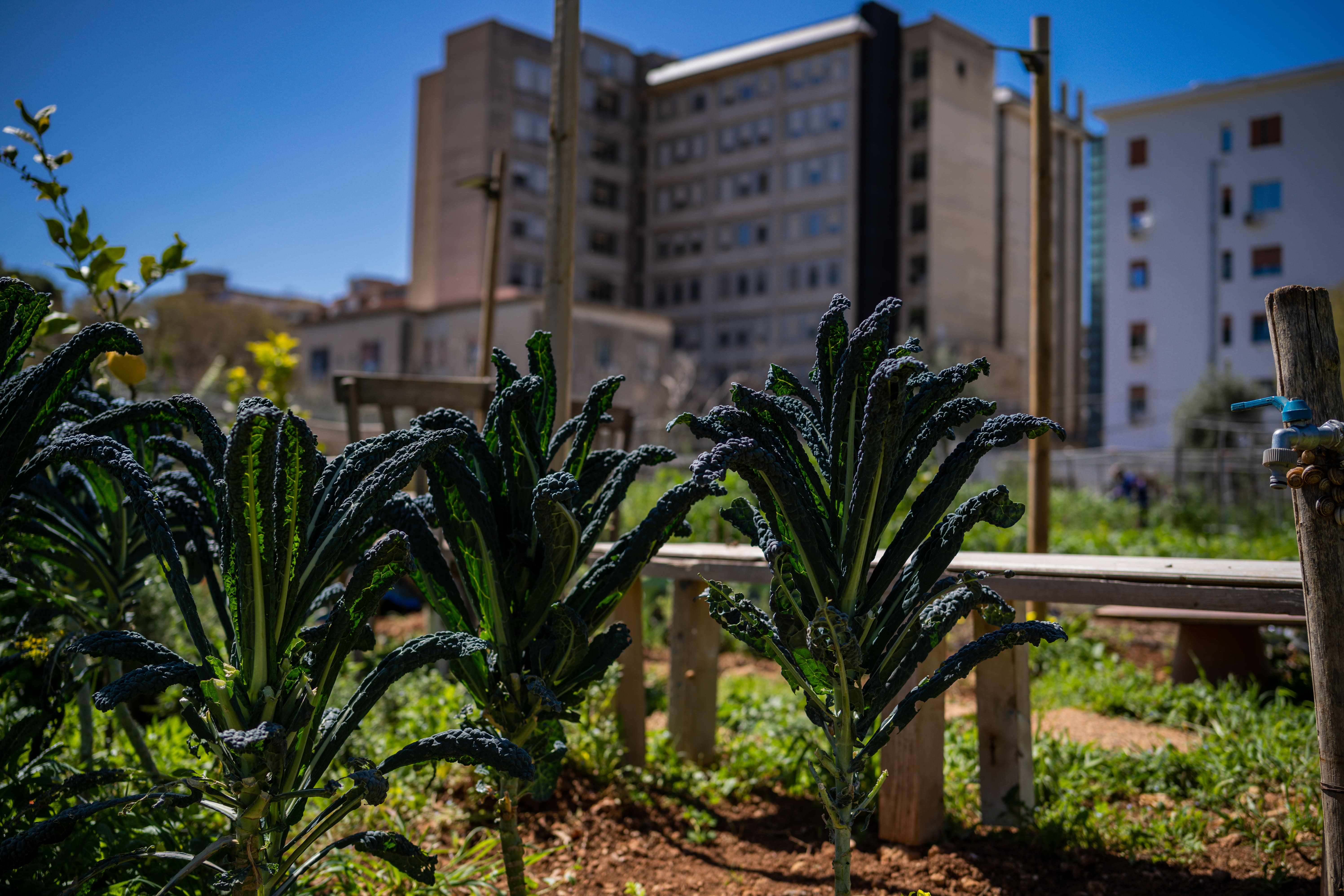 Nella Natura degli Orti Urbani di Palermo