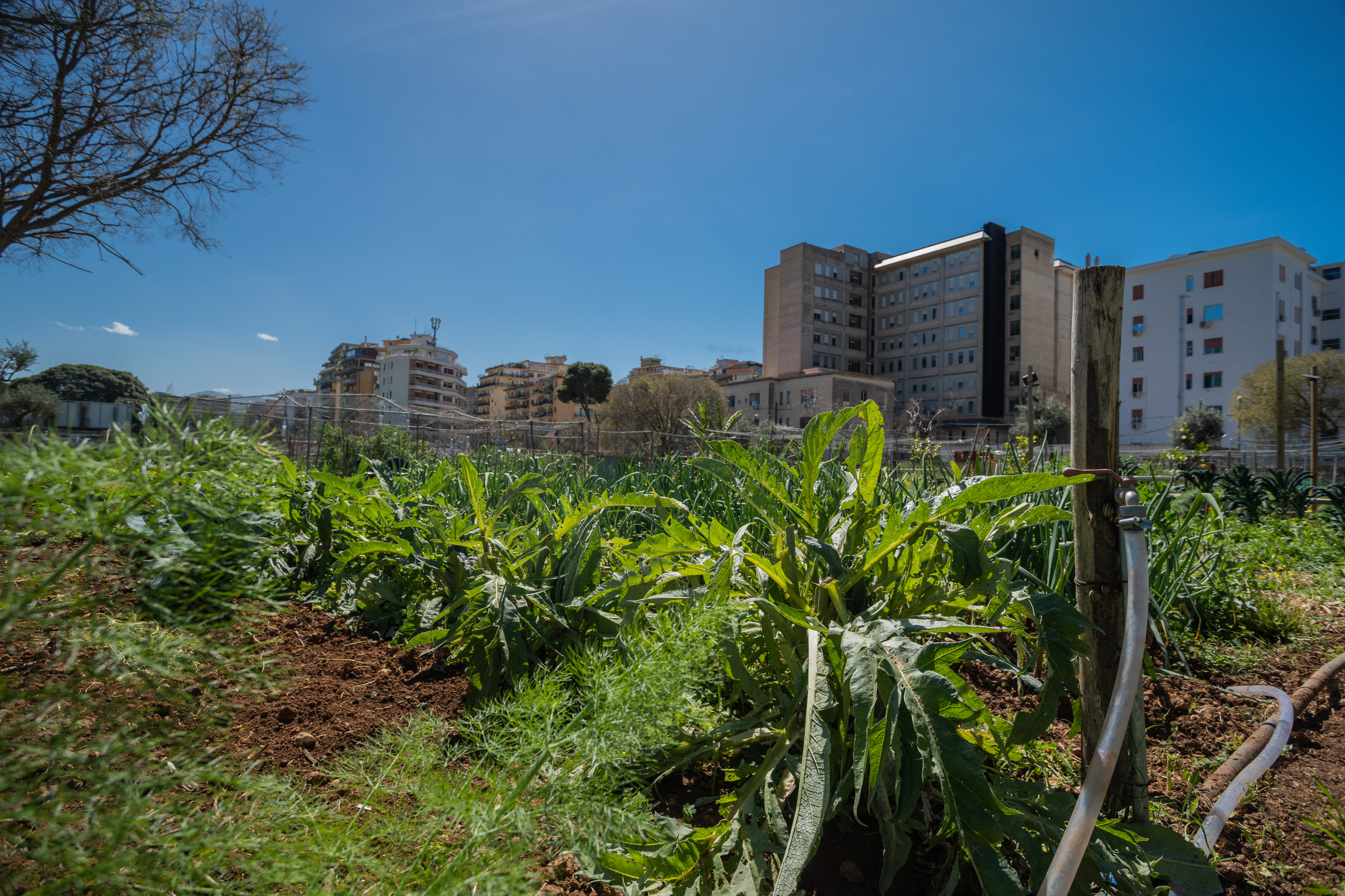 Nella Natura degli Orti Urbani di Palermo