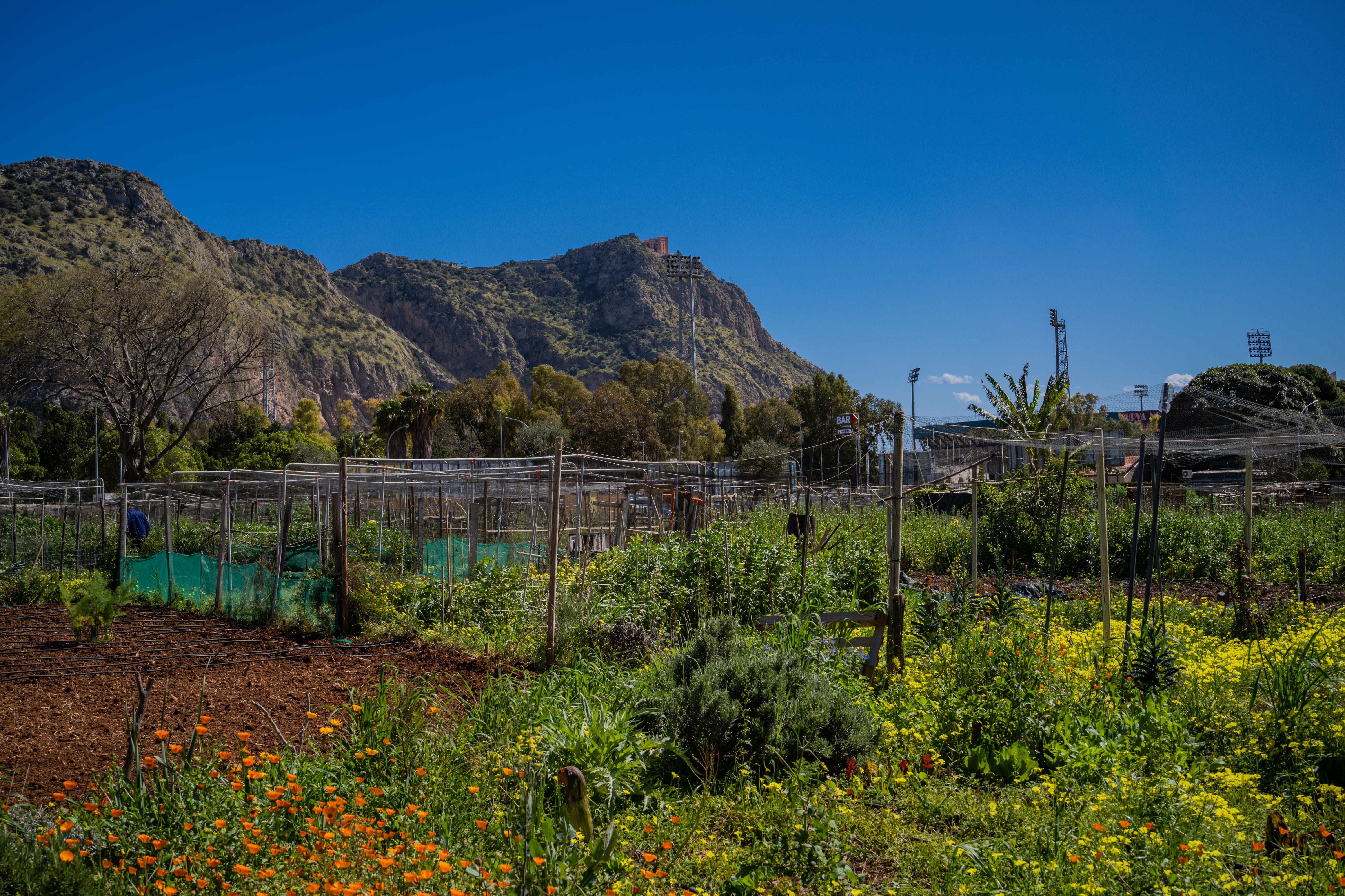 Nella Natura degli Orti Urbani di Palermo