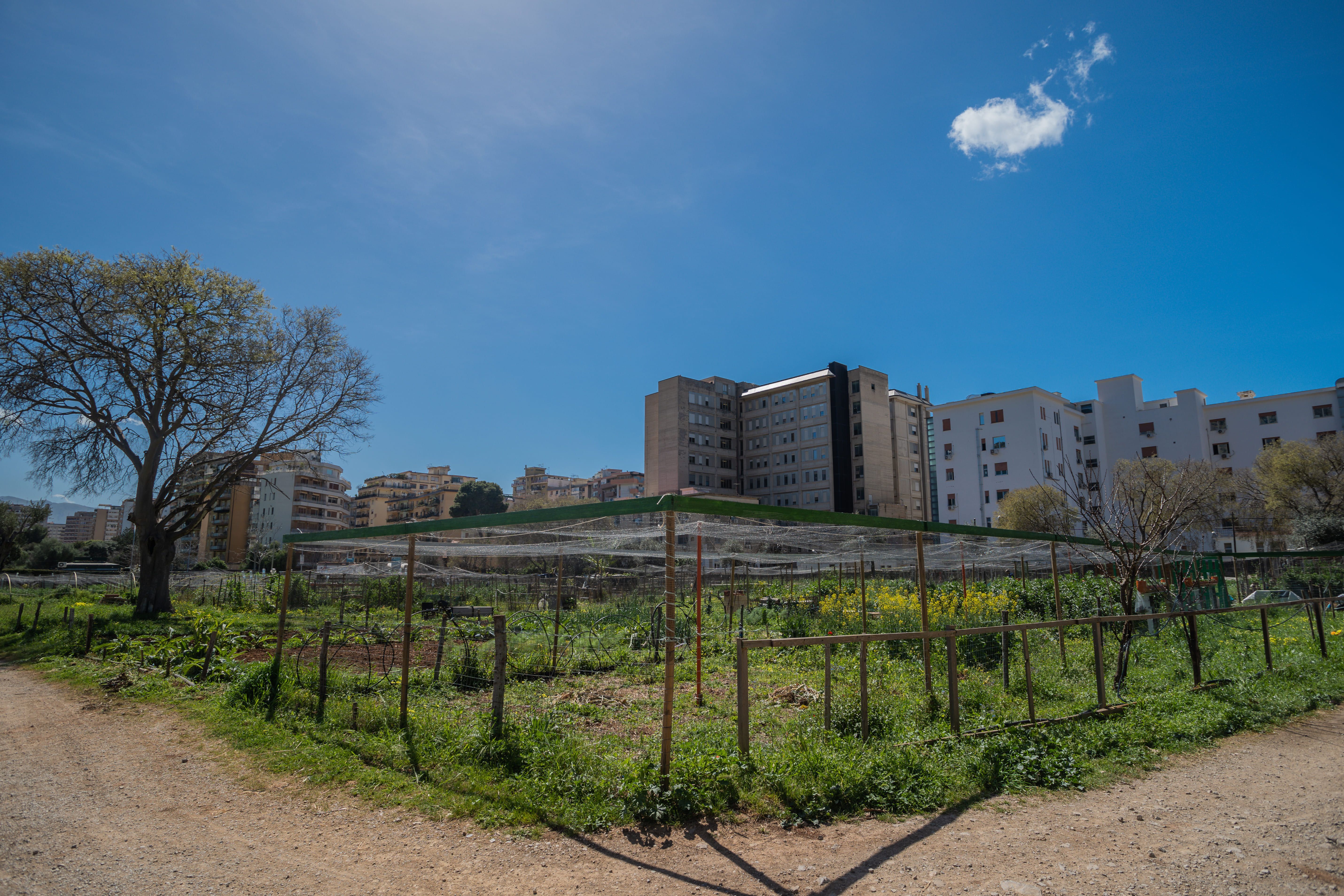 Nella Natura degli Orti Urbani di Palermo