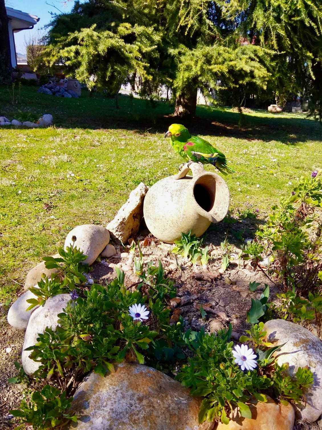 Giardino con piscina e vista su Gran Sasso e Majella