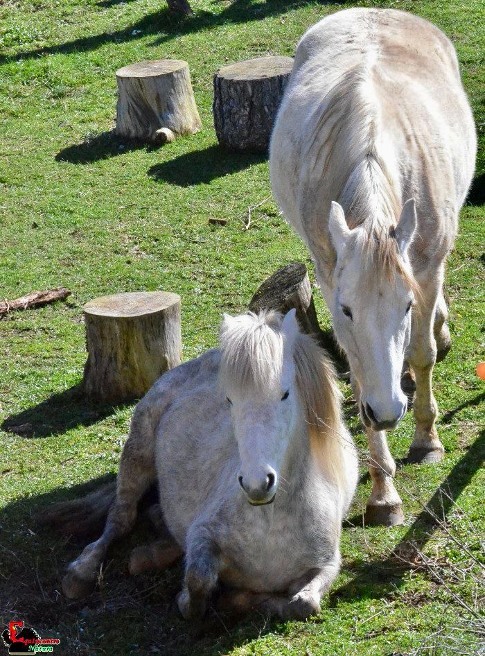 Ecosantuario Equincontro Natura! Vivi la natura e i cavalli nel Parco dei Castelli Romani